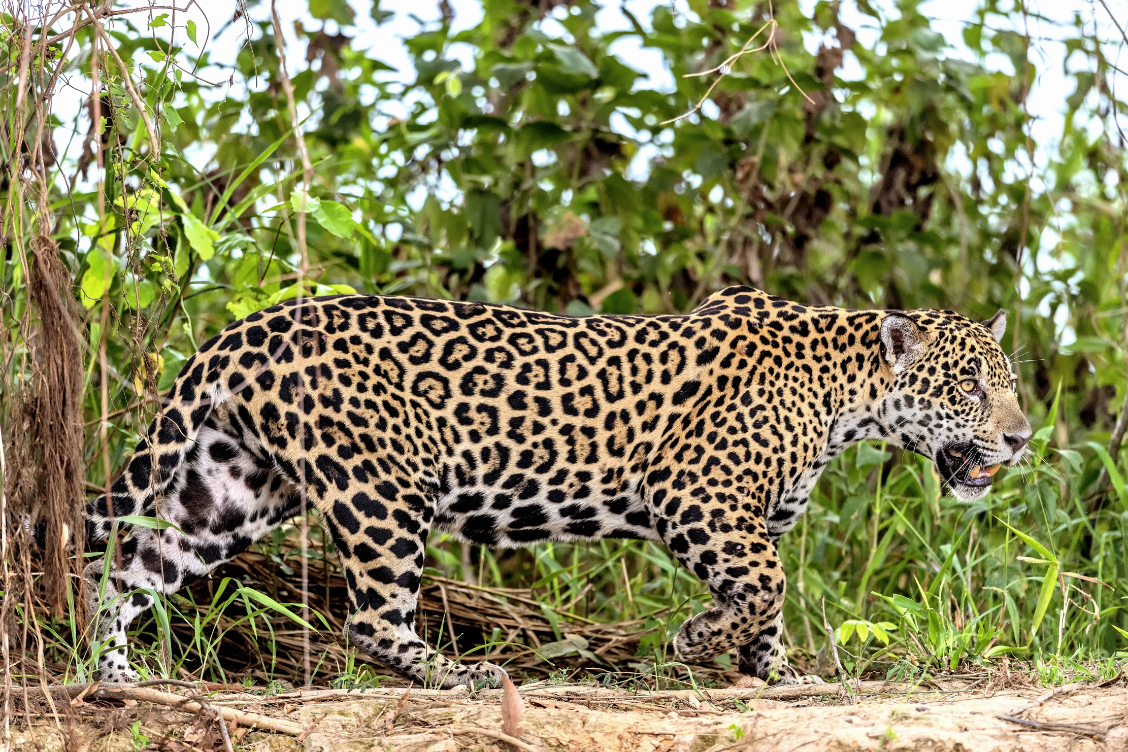Pantanal 2015 - Jaguar