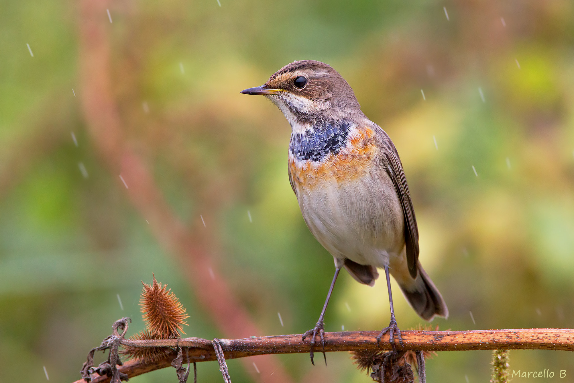 Bluethroat.