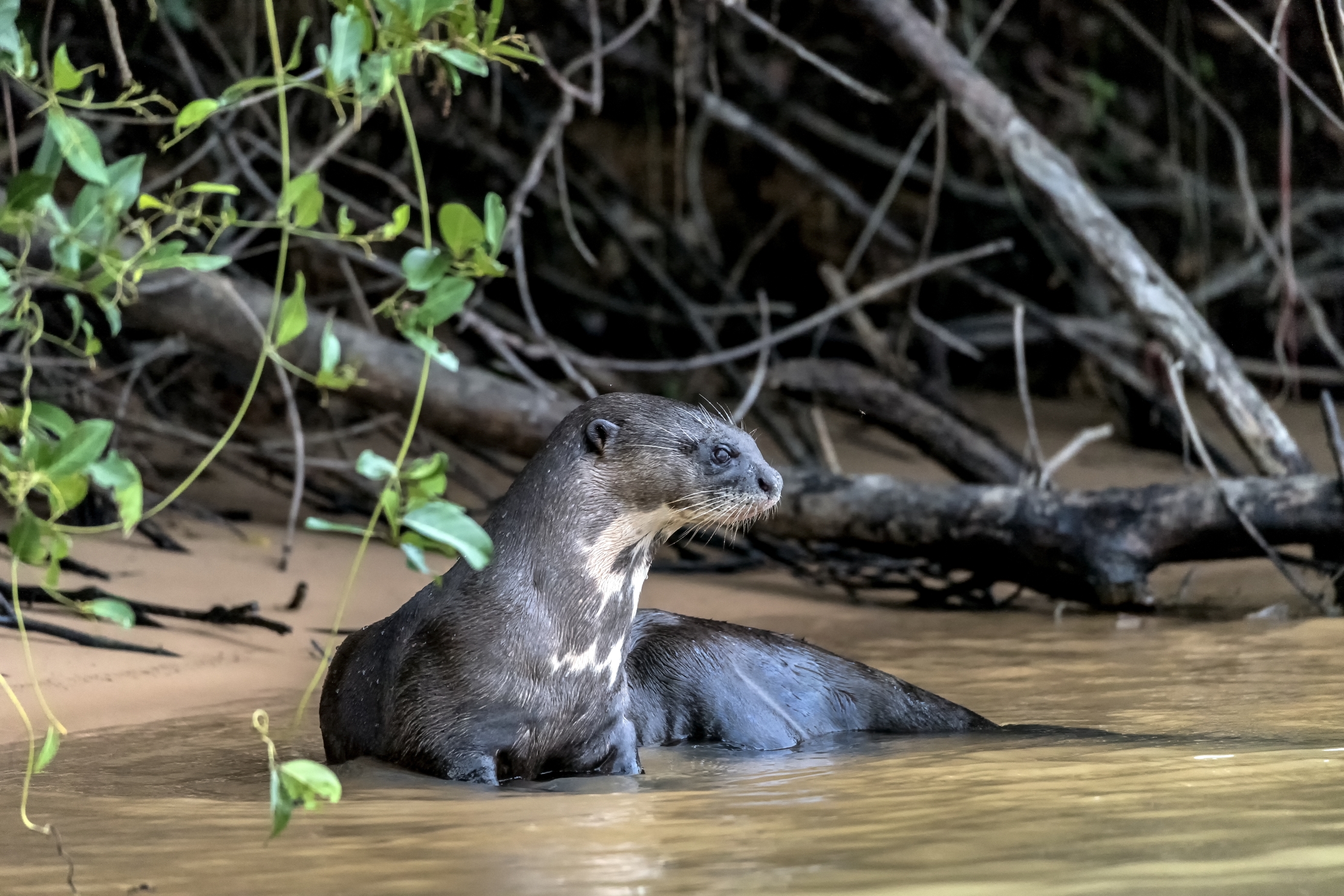 Pantanal 2015 - Lontra gigante