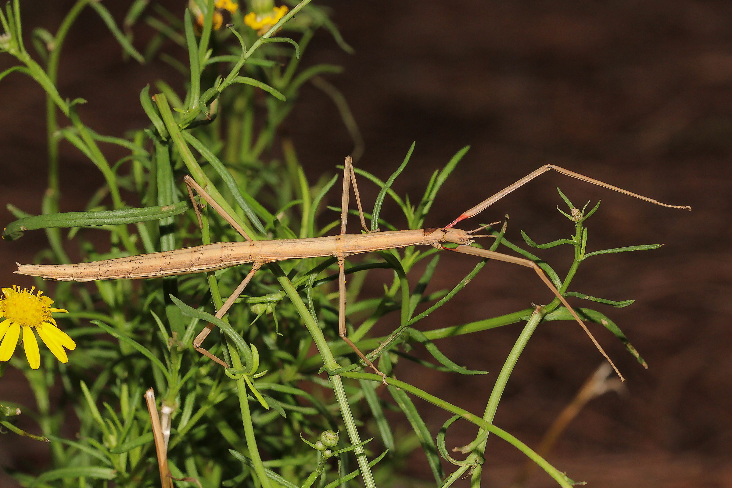 stick insect (Bacillus rossius)