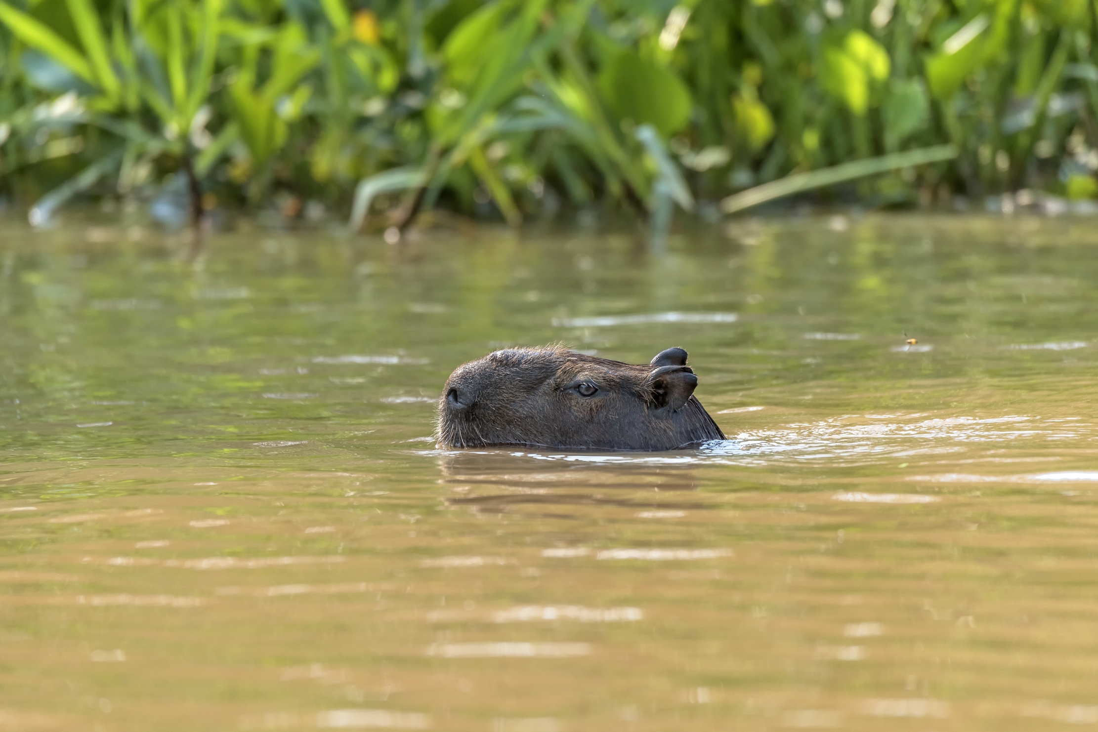 Pantanal 2015 - Capibara