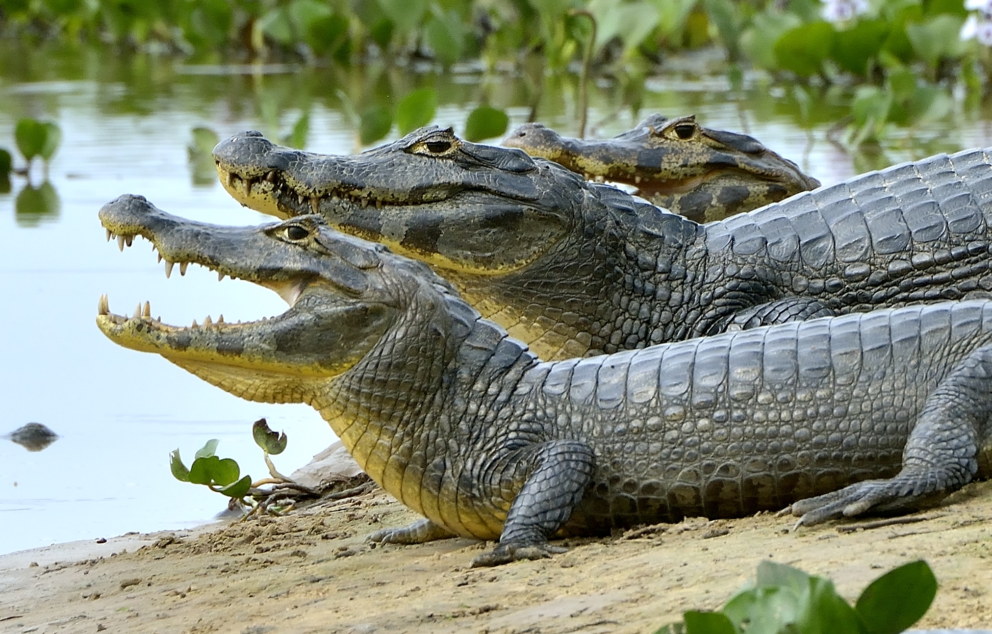 Pantanal 2015 - Caimani