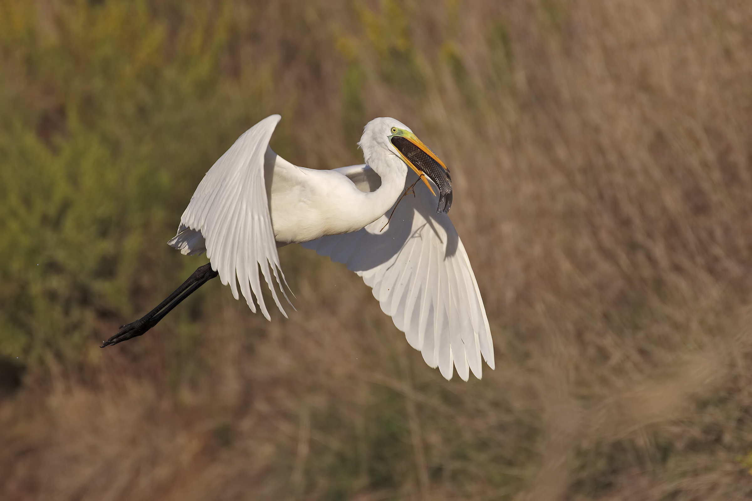 Un ottima Pescata....