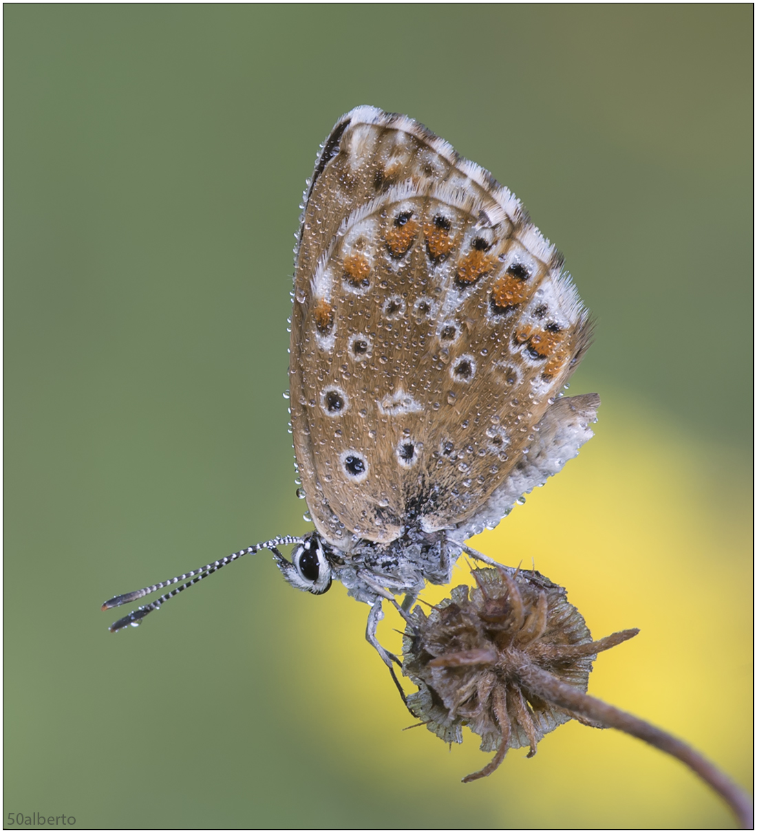 polyommatus icarus