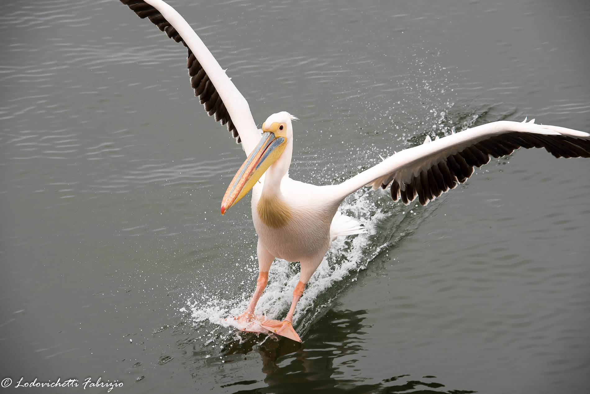 Pelican landing