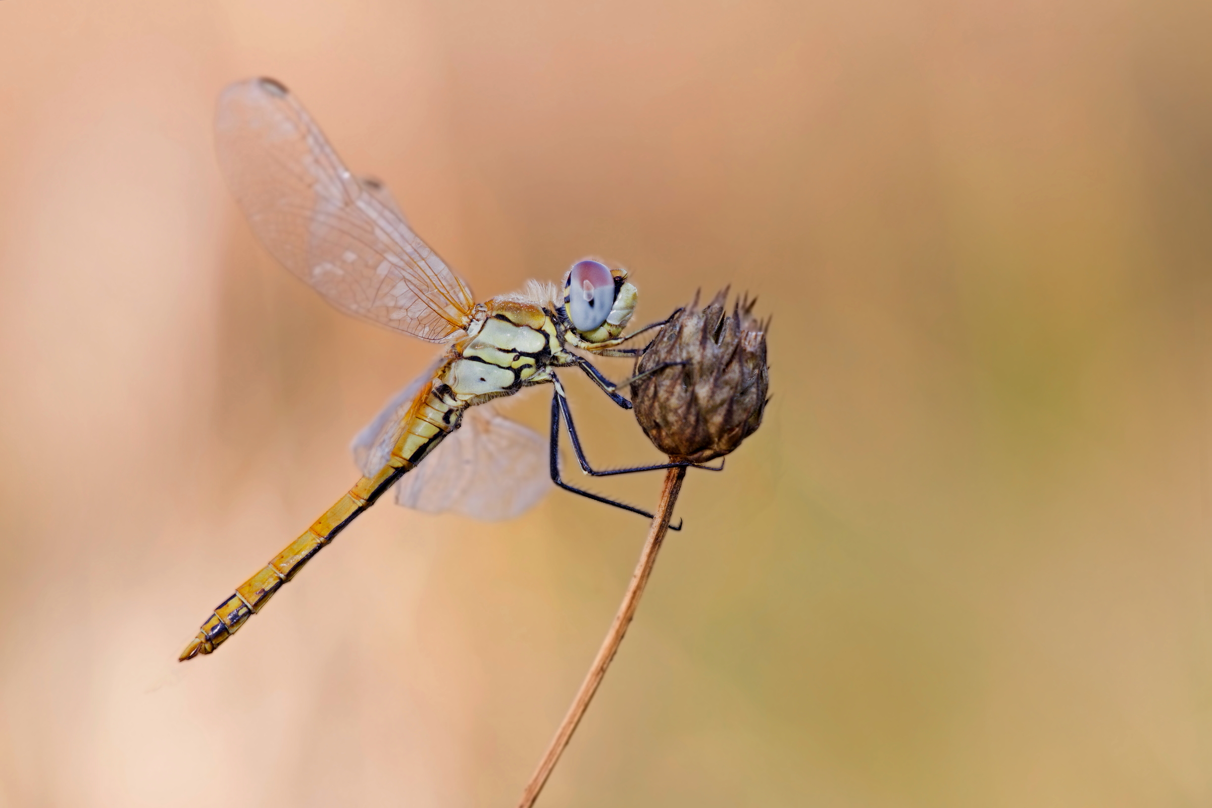 Sympetrum