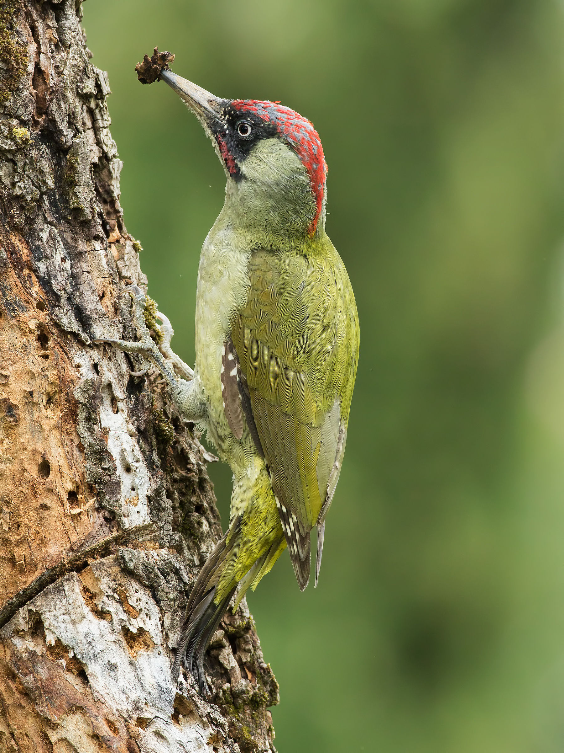 Green Woodpecker 4