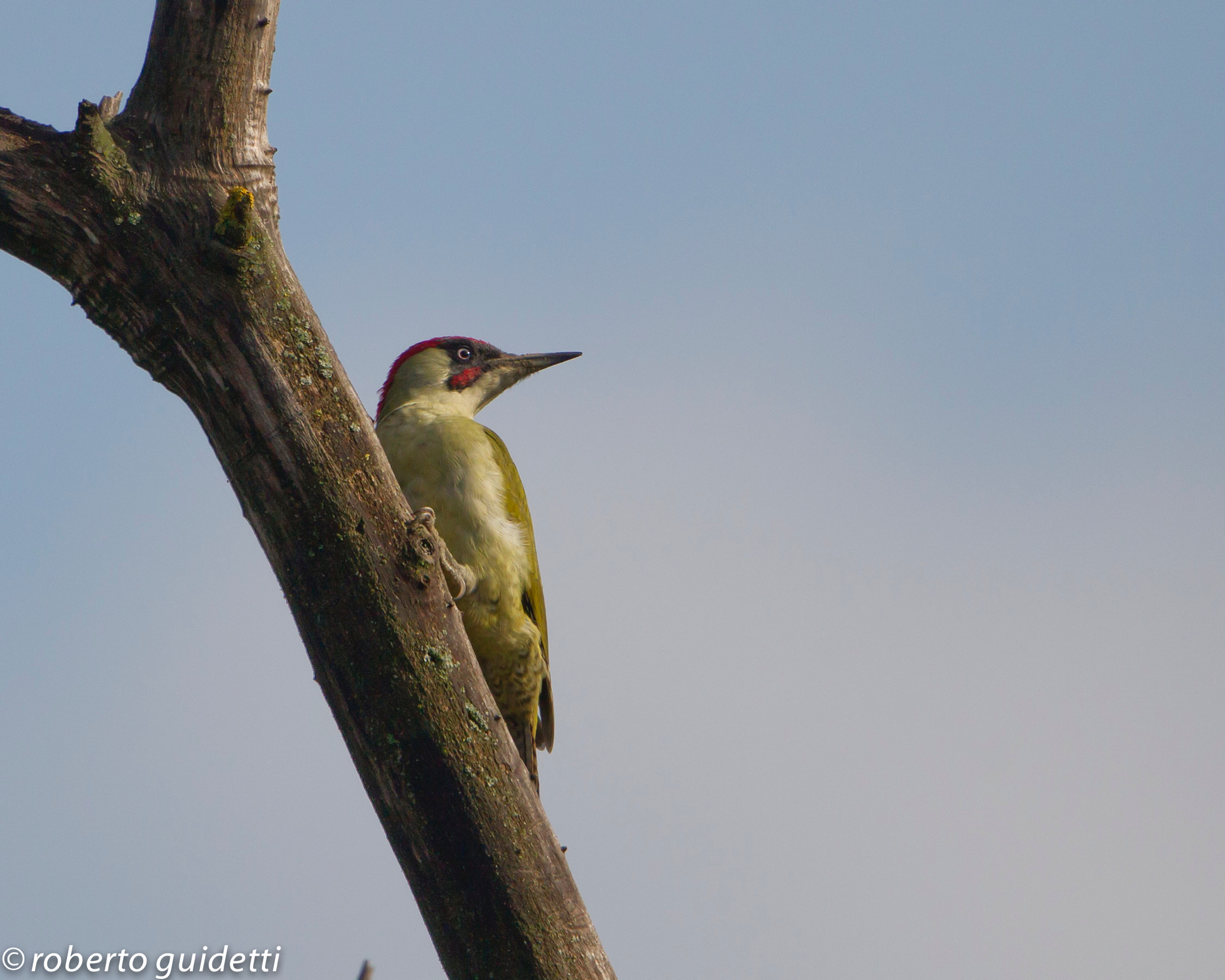 waiting for the hawk