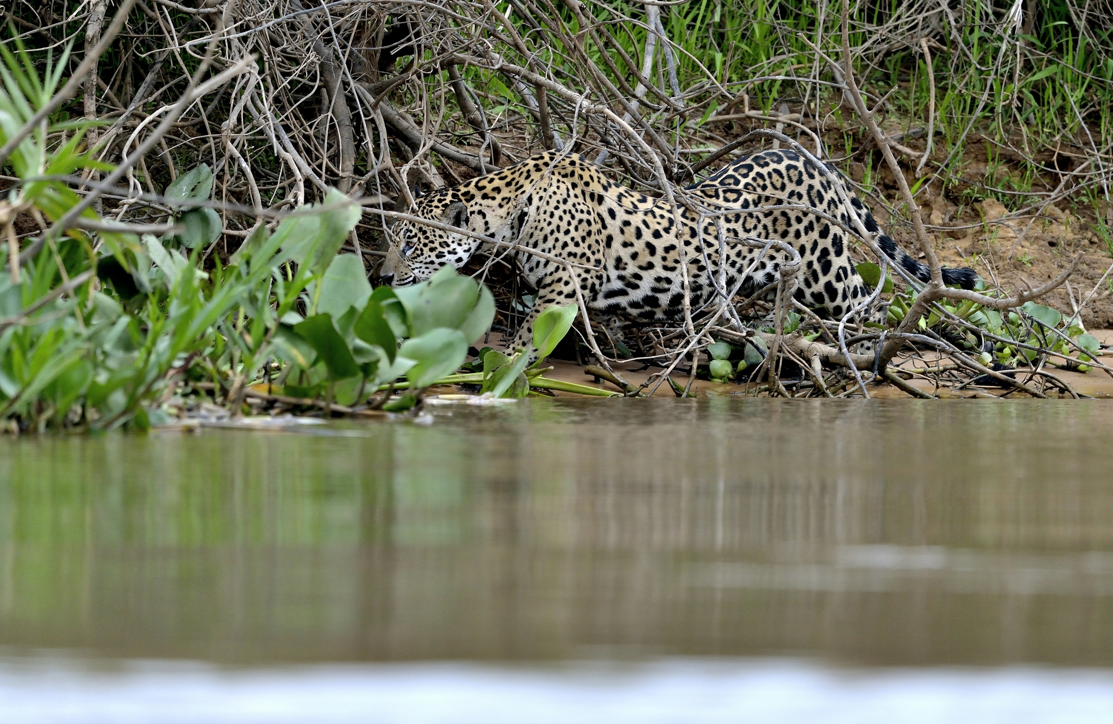Pantanal 2015 - Jaguar