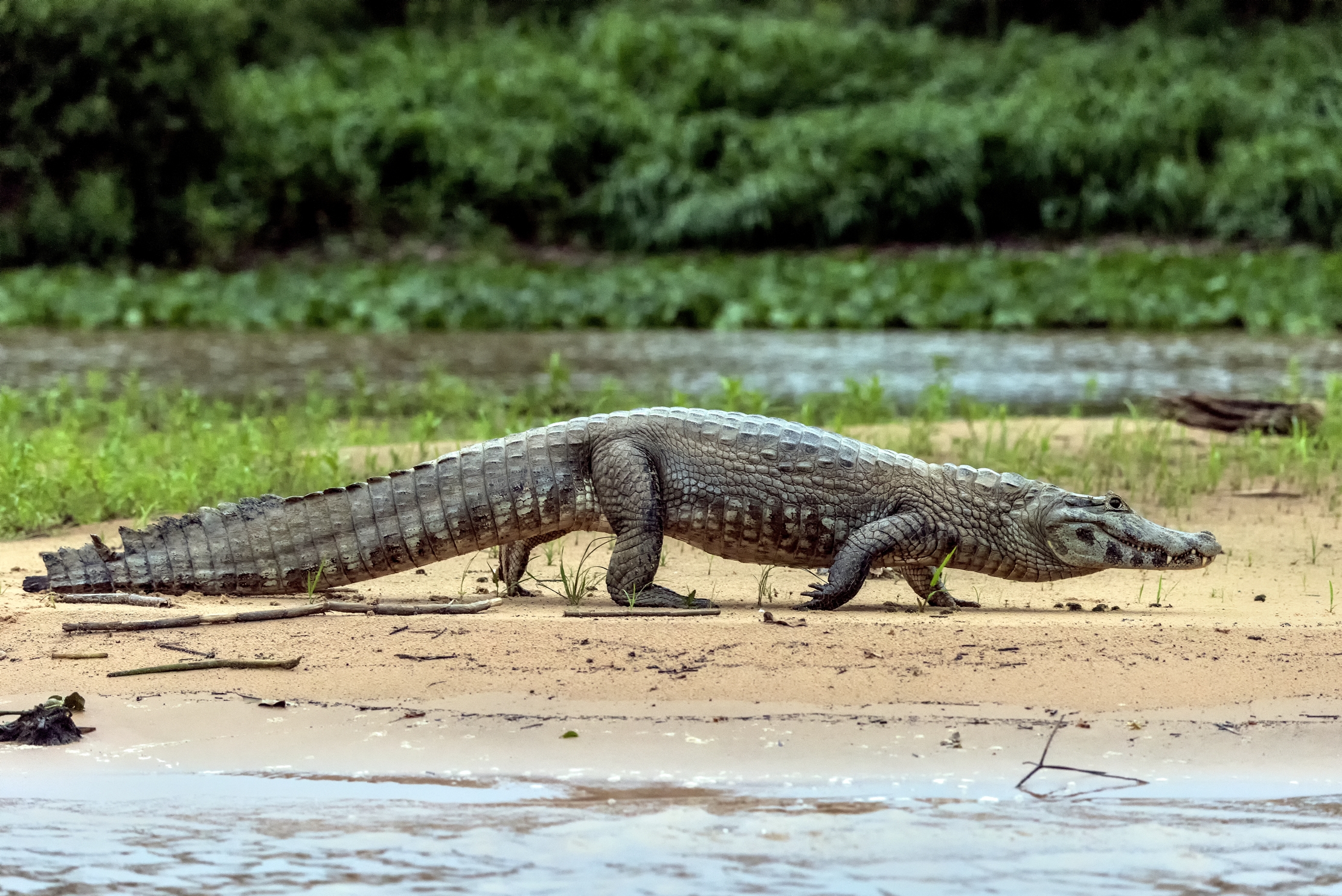 Pantanal 2015 - A passeggio