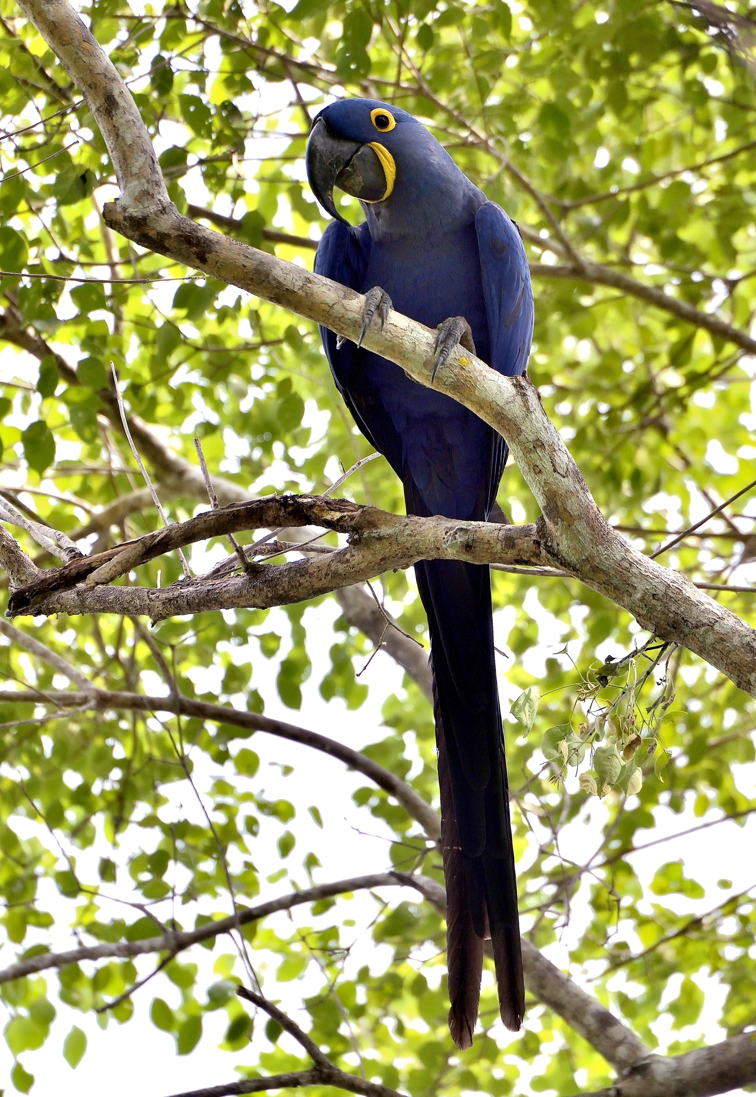 Pantanal 2015 - Ara giacinto