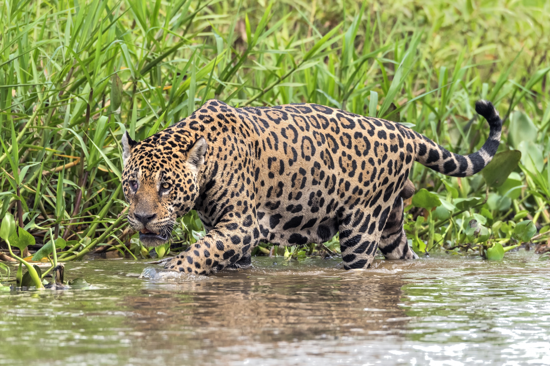 Pantanal 2015 - Jaguar