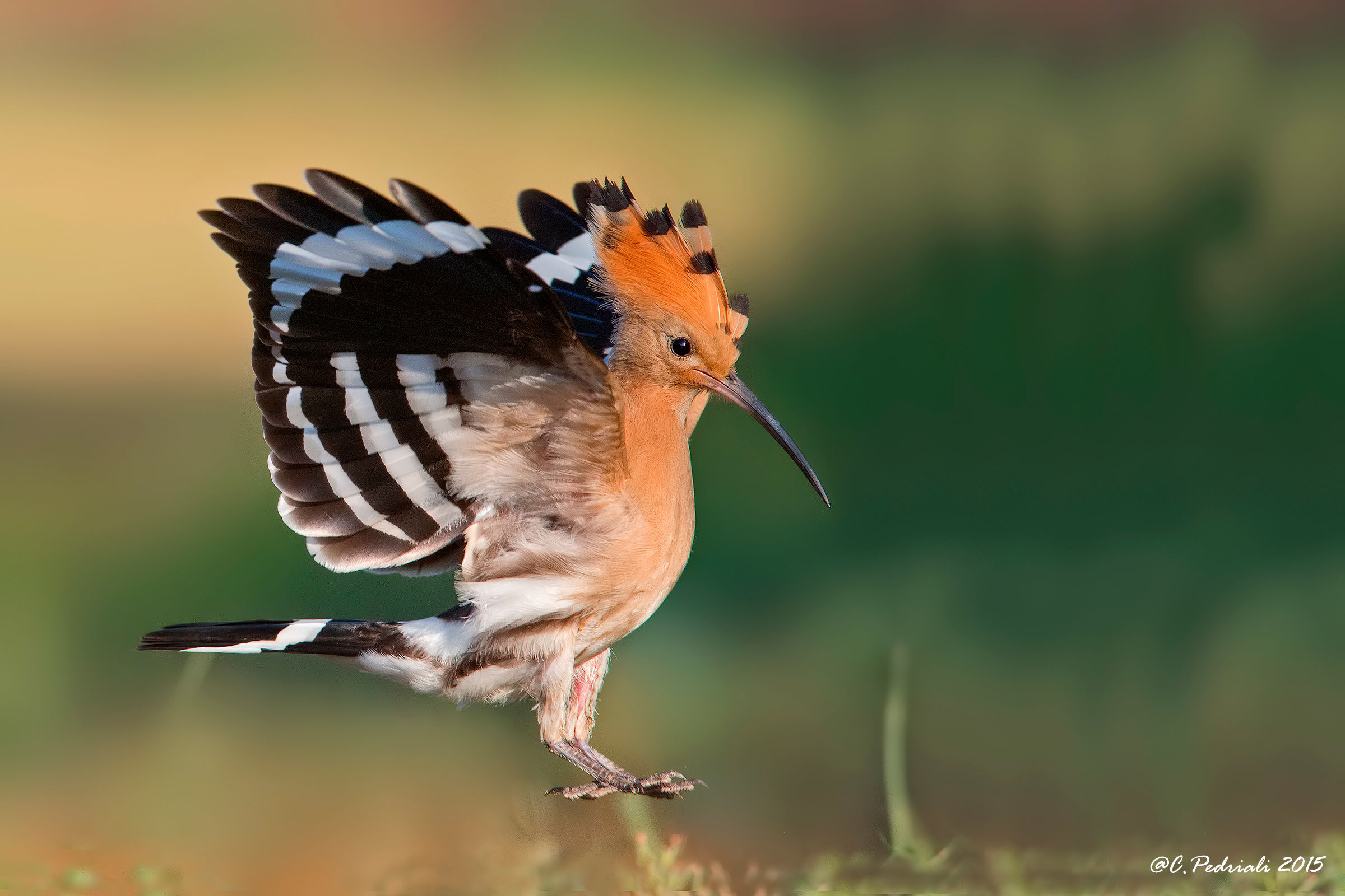 Hoopoe ... suspended ....