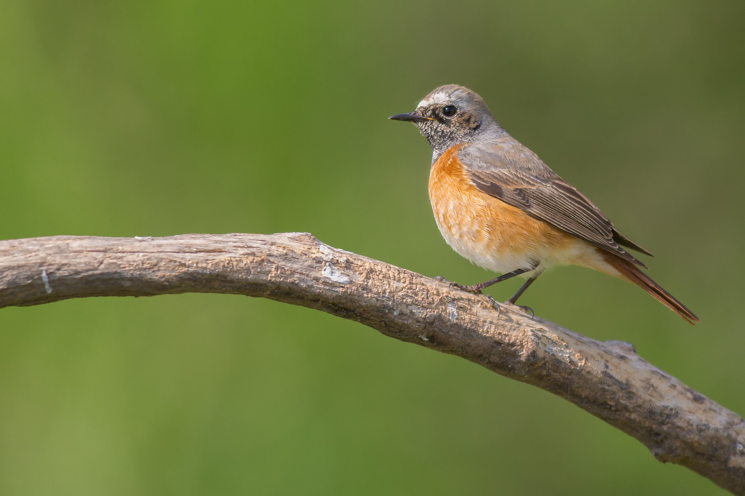 Redstart