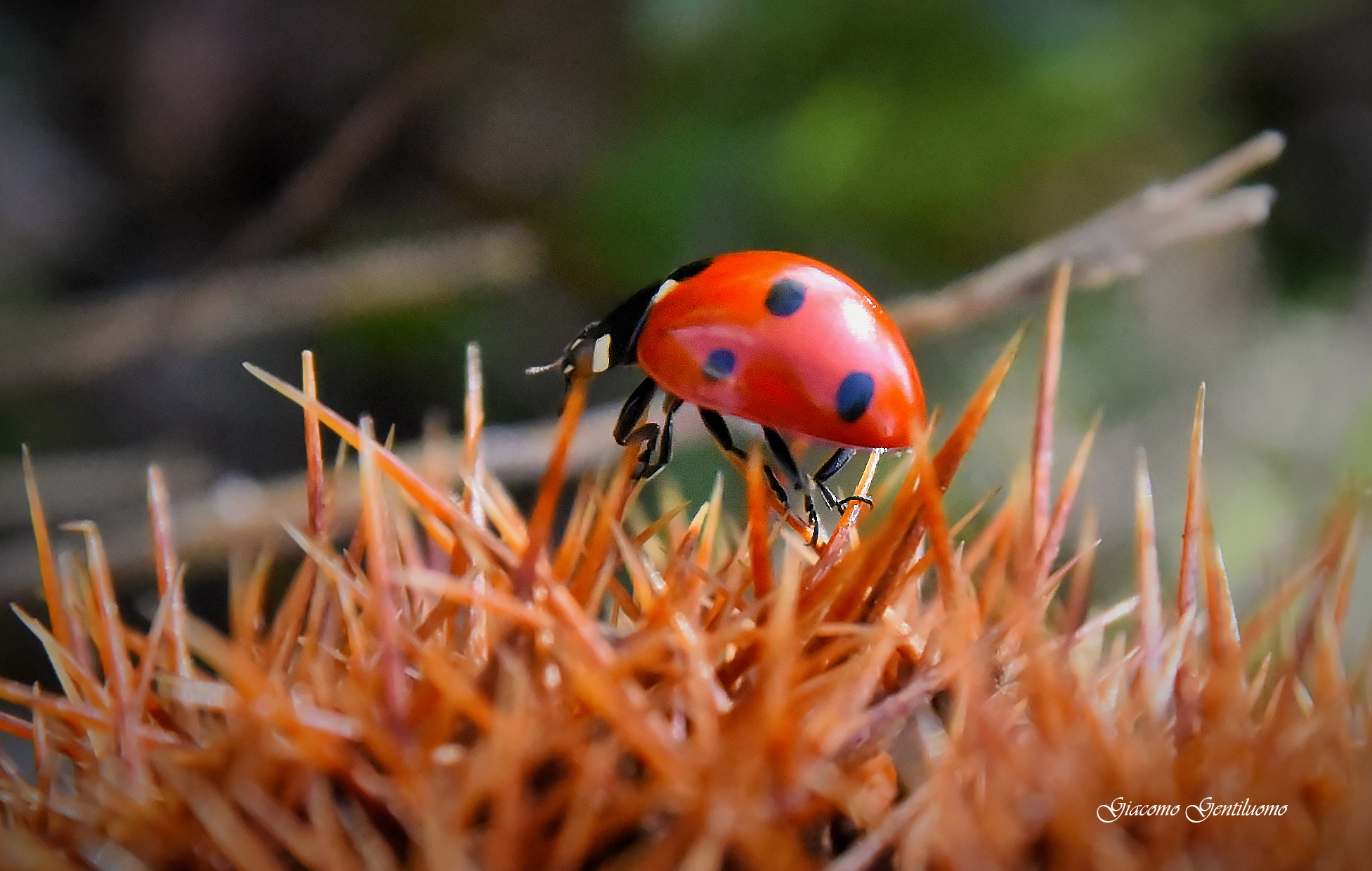 coccinella su riccio di castagna