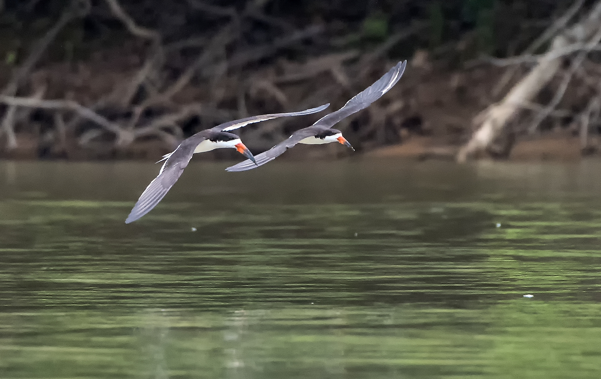 Pantanal 2015 - Skimmer