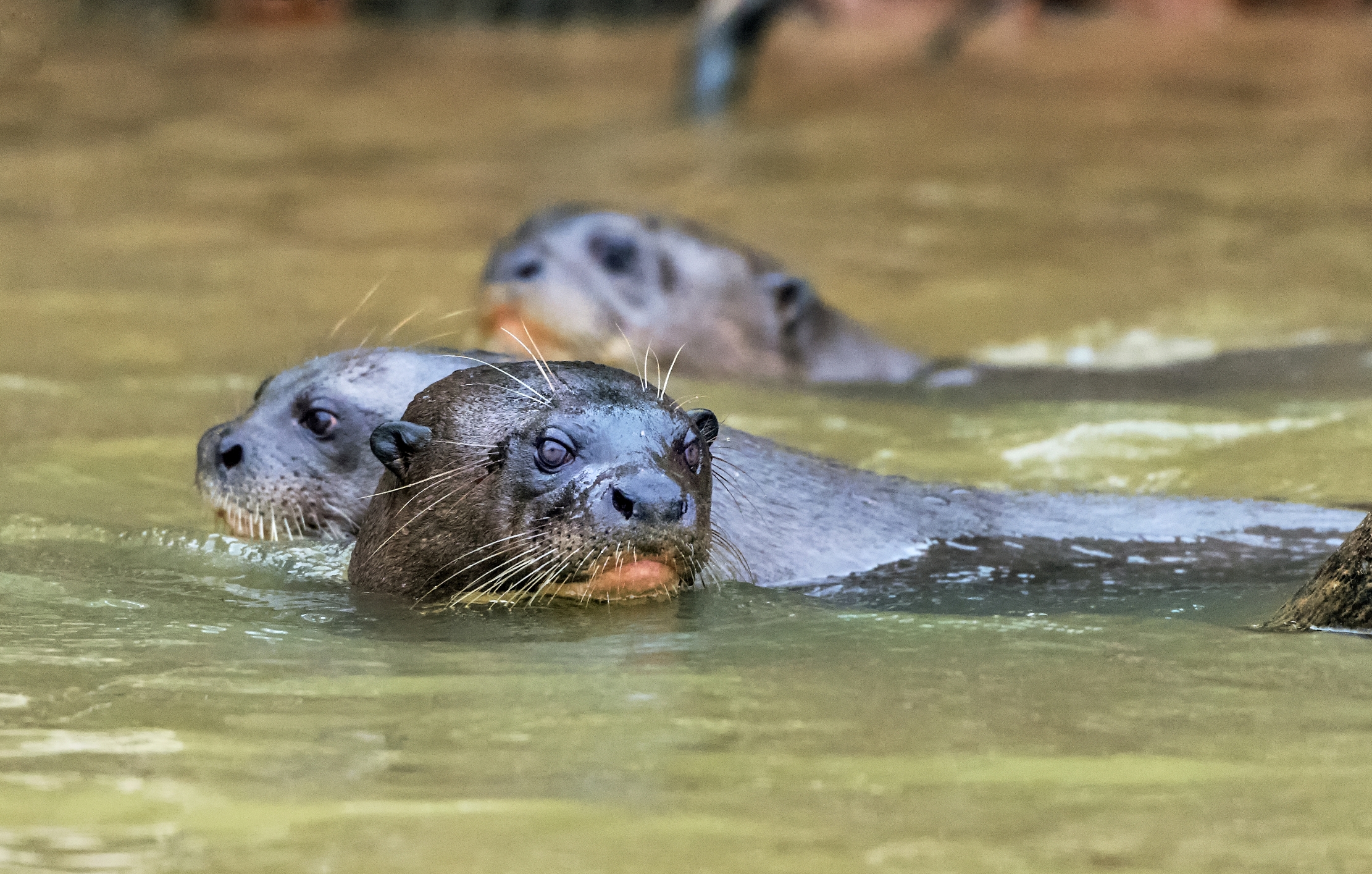 Pantanal 2015 - Lontre giganti