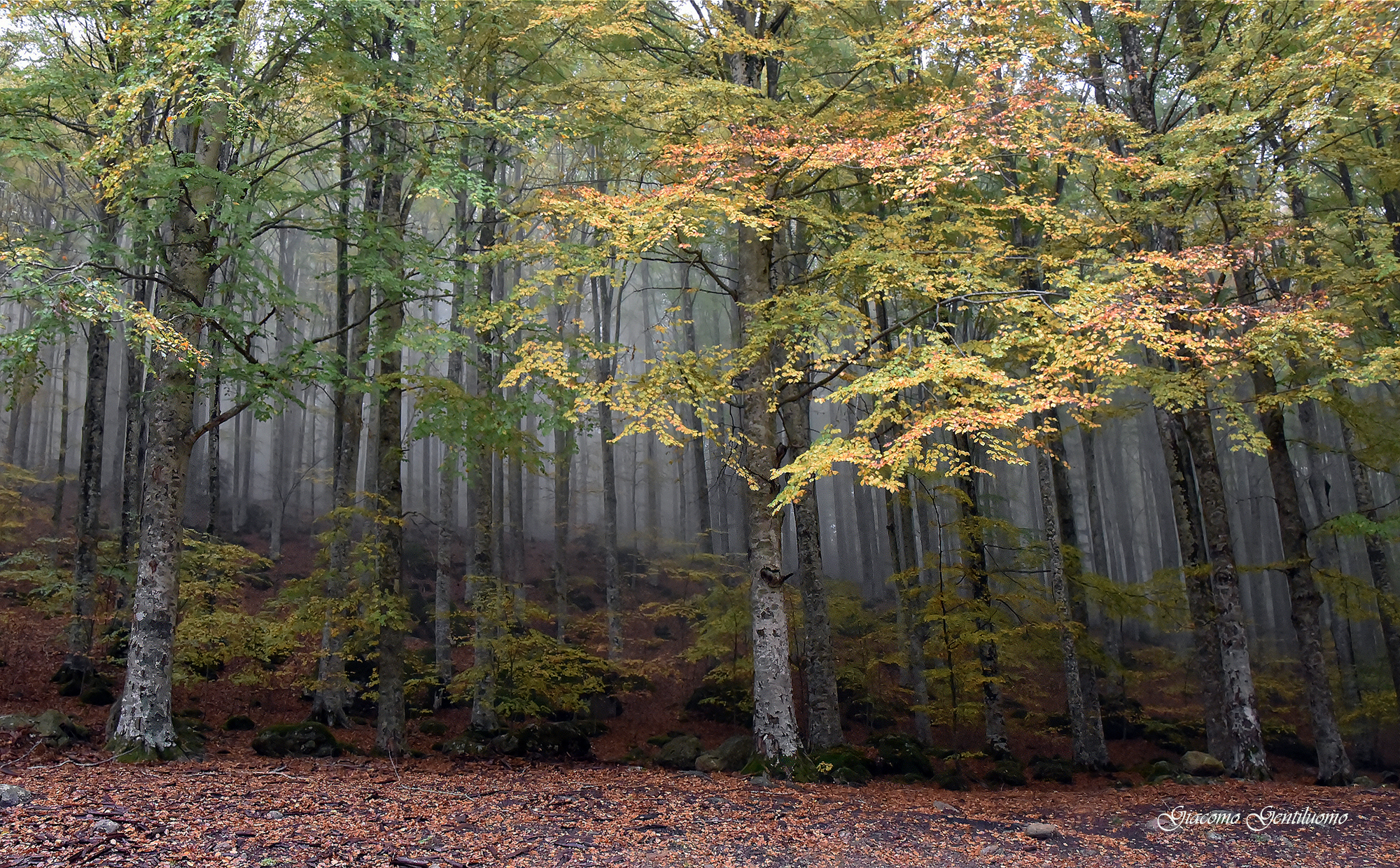 faggeta del monte Amiata