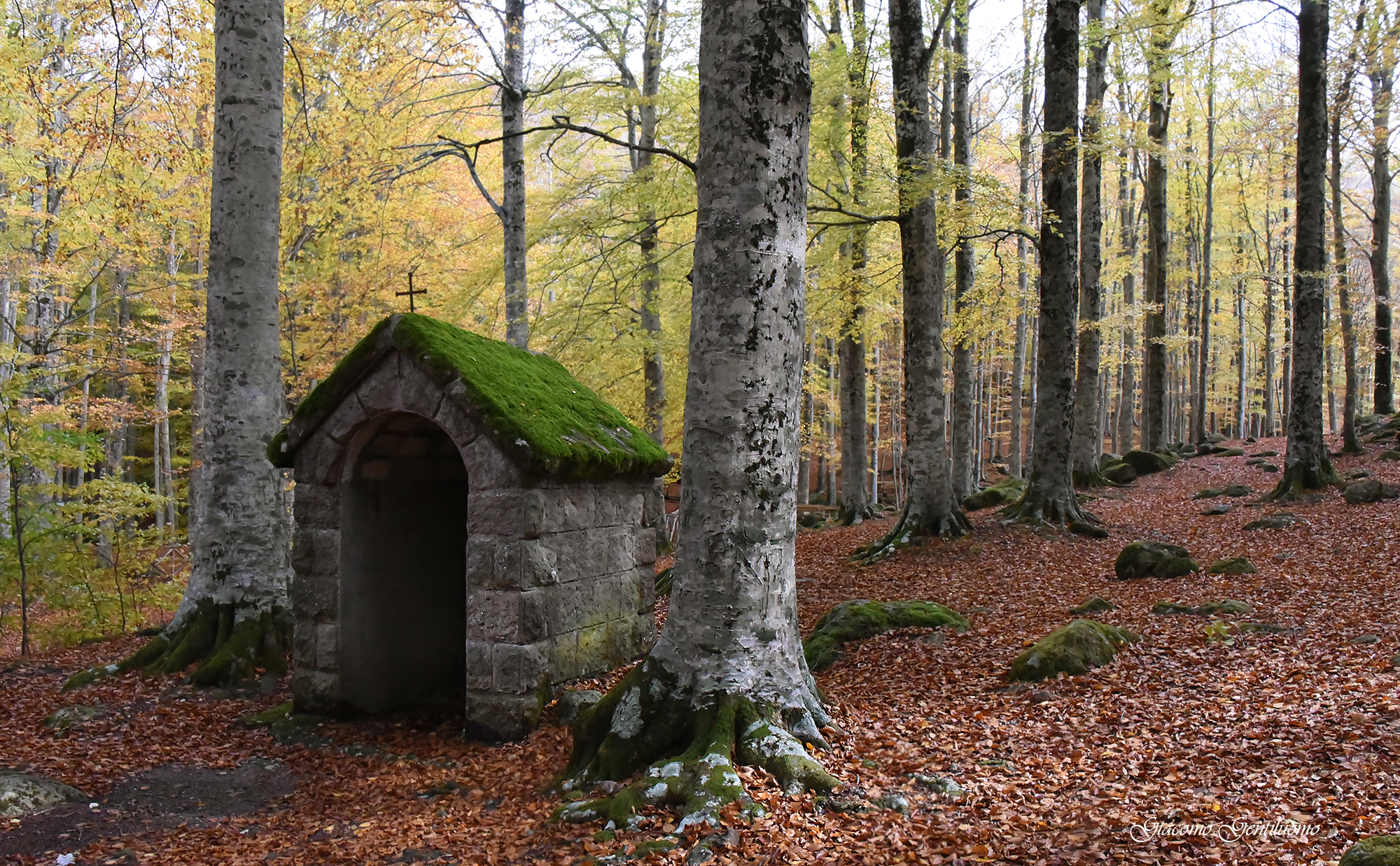 monte Amiata, faggeta in autunno