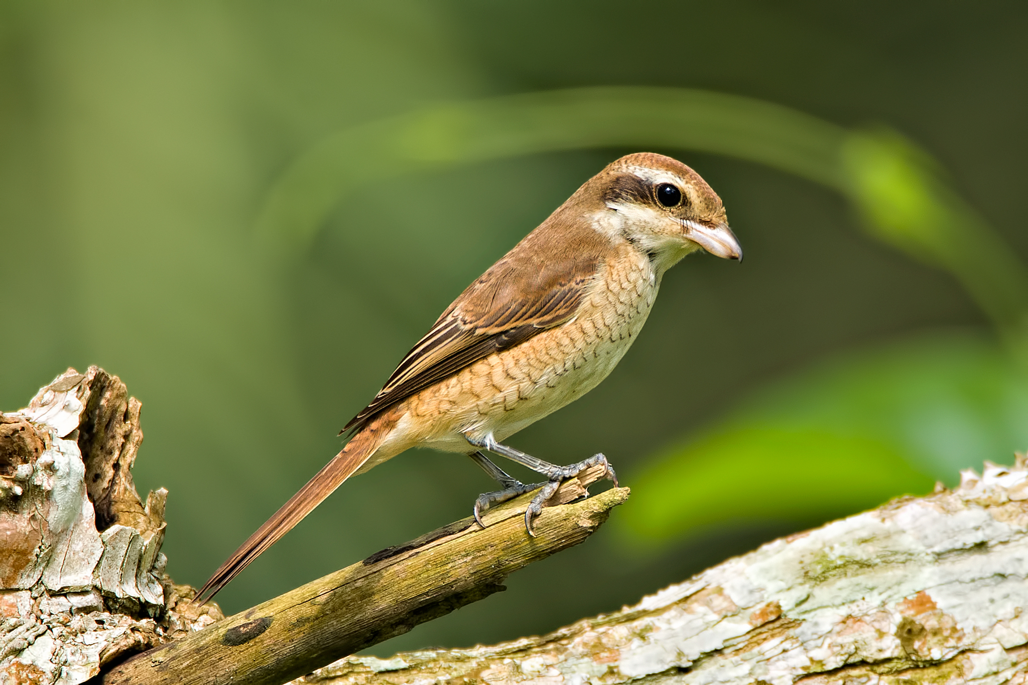 brown shrike