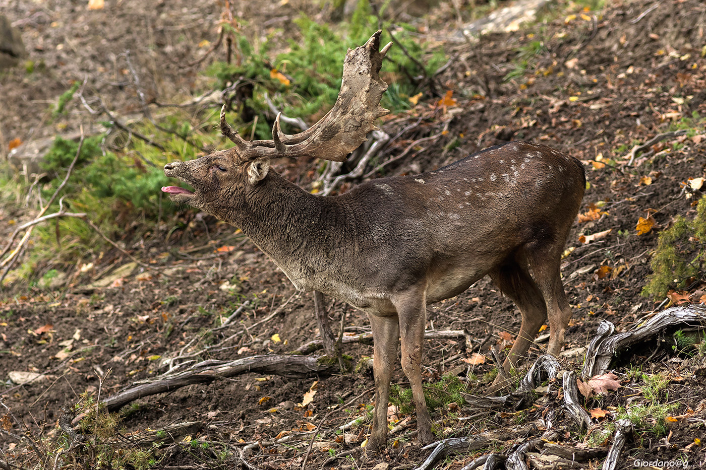 Bramito ...infangato