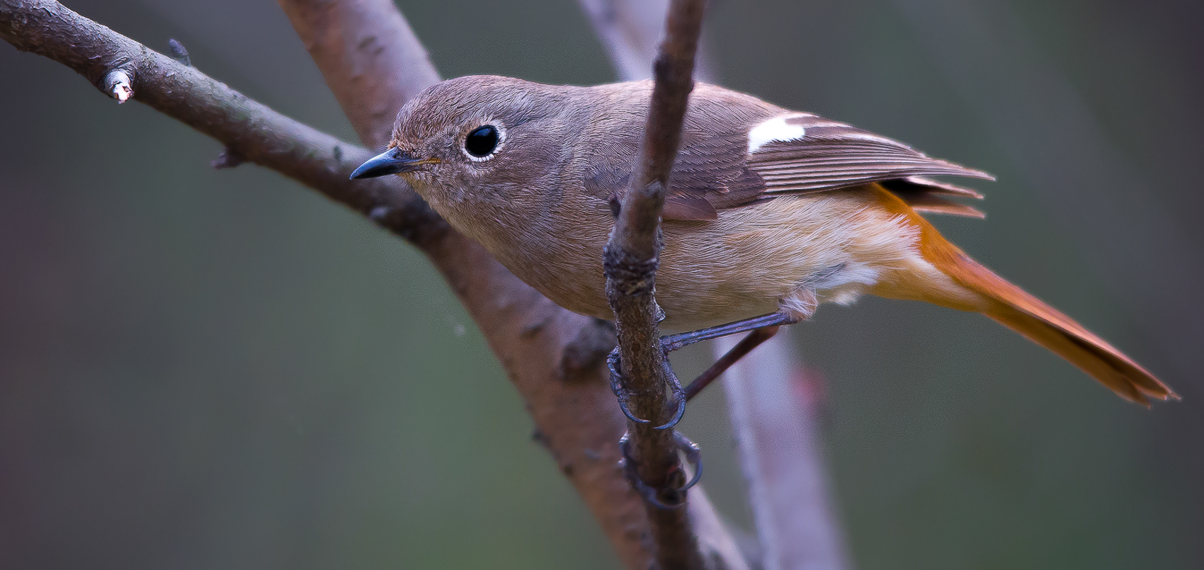 Redstart ?