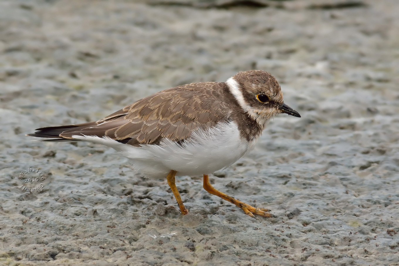 Little Ringed Plover (Charadrius dubius)
