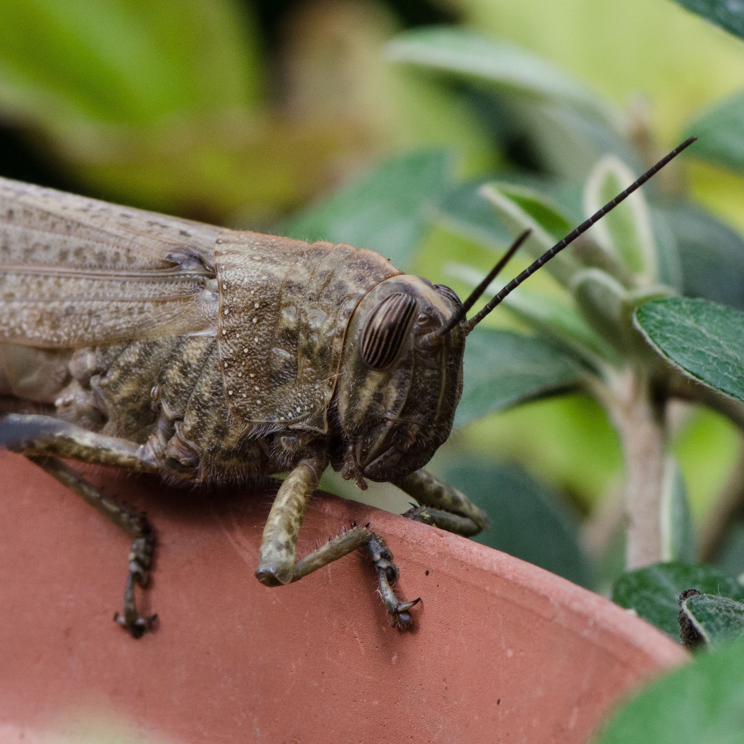 Forme di vita, strani mondi