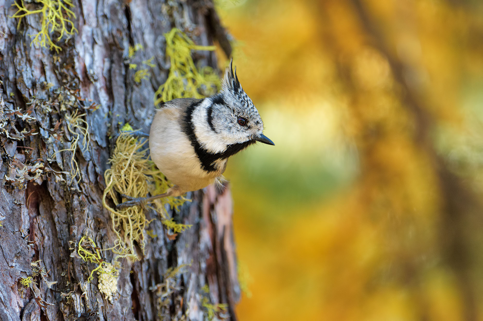 crested tit