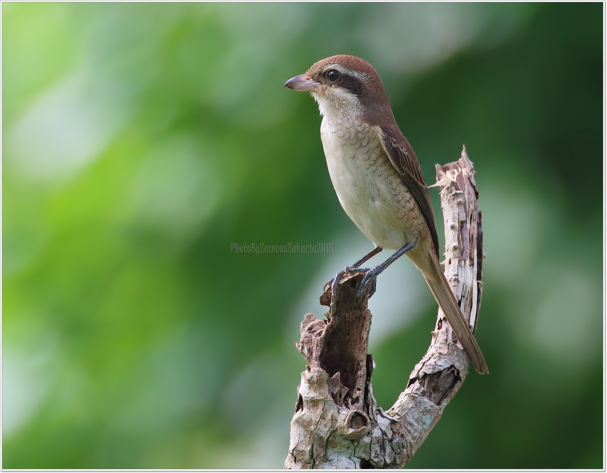 Brown Shrike