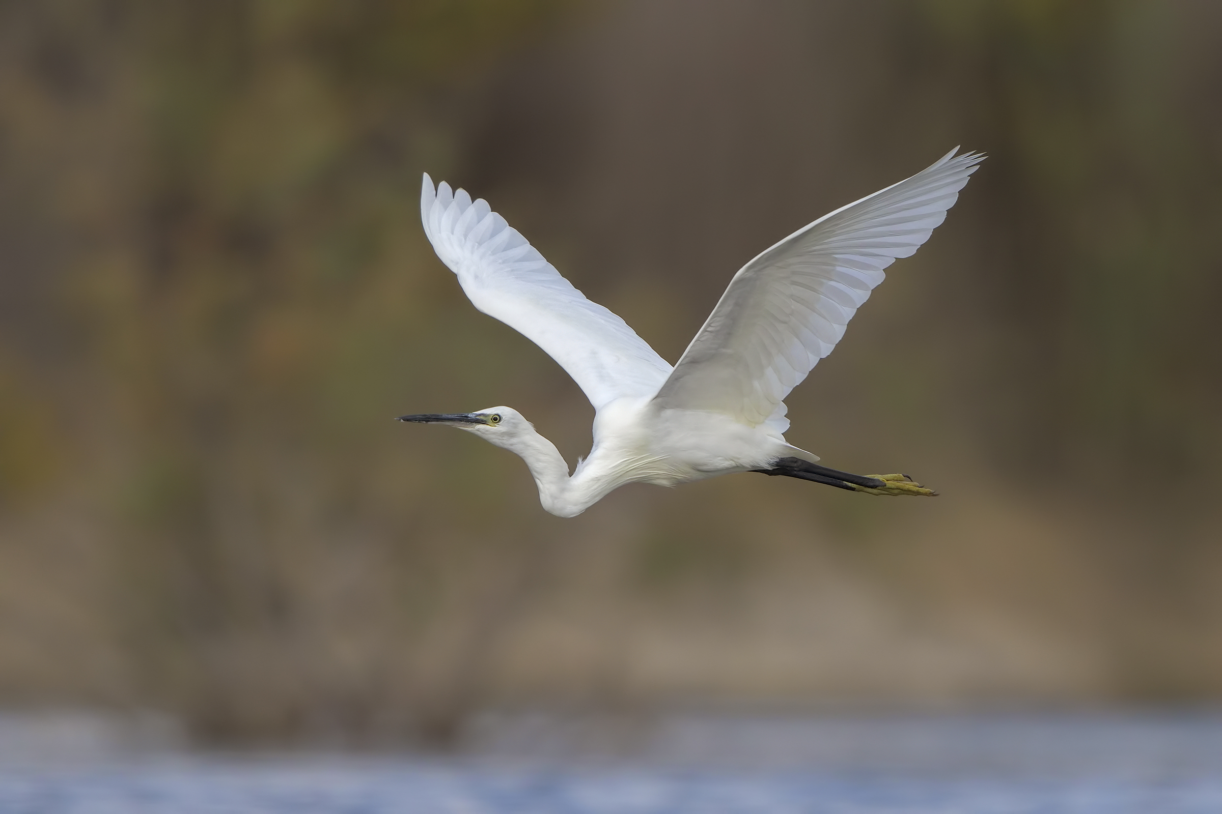 Quando il meteo ti volta le spalle... ( garzetta )