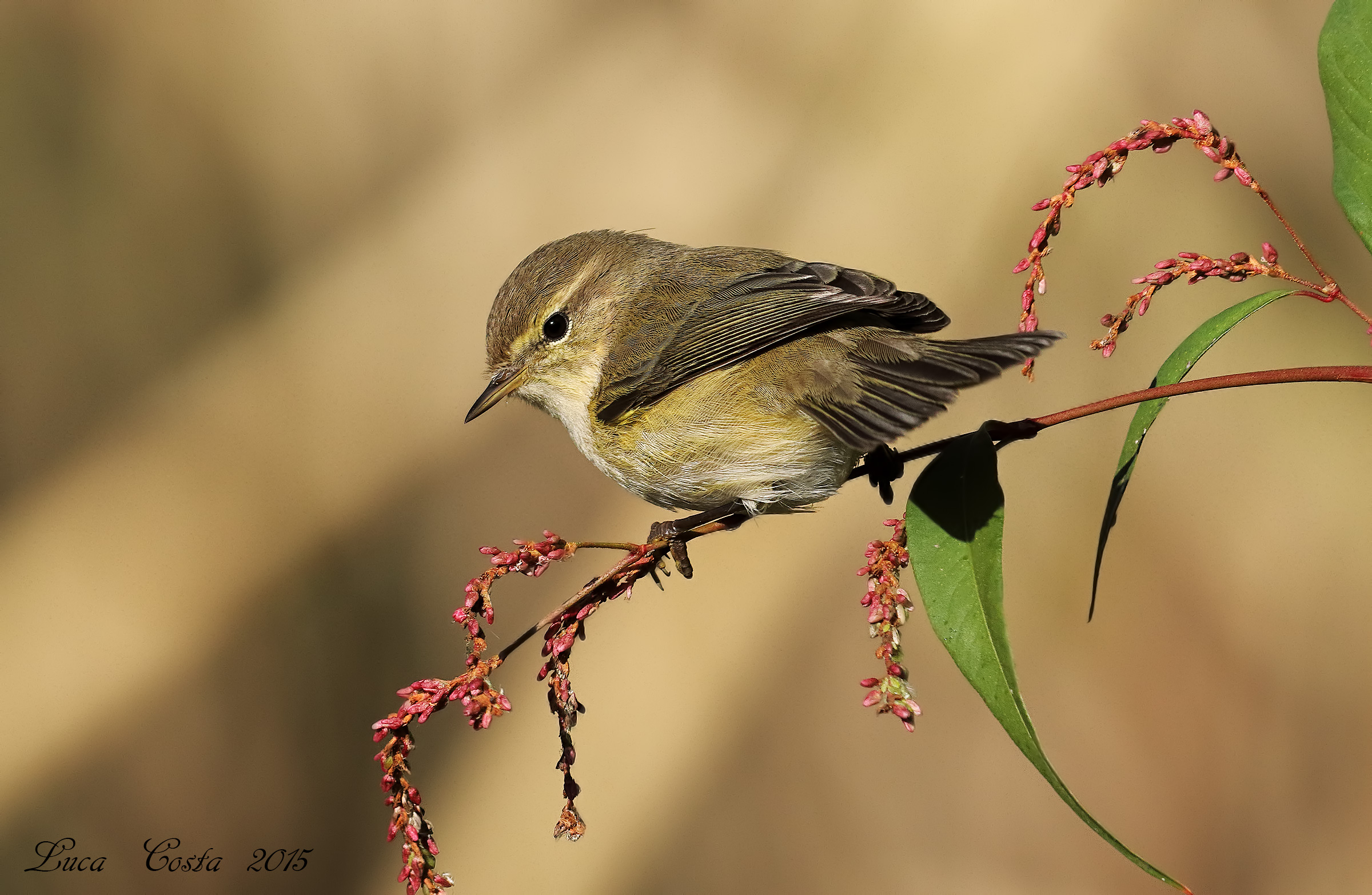 Lui Piccolo in alimentazione