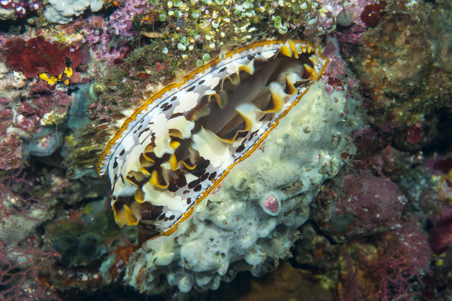 spondylus varius