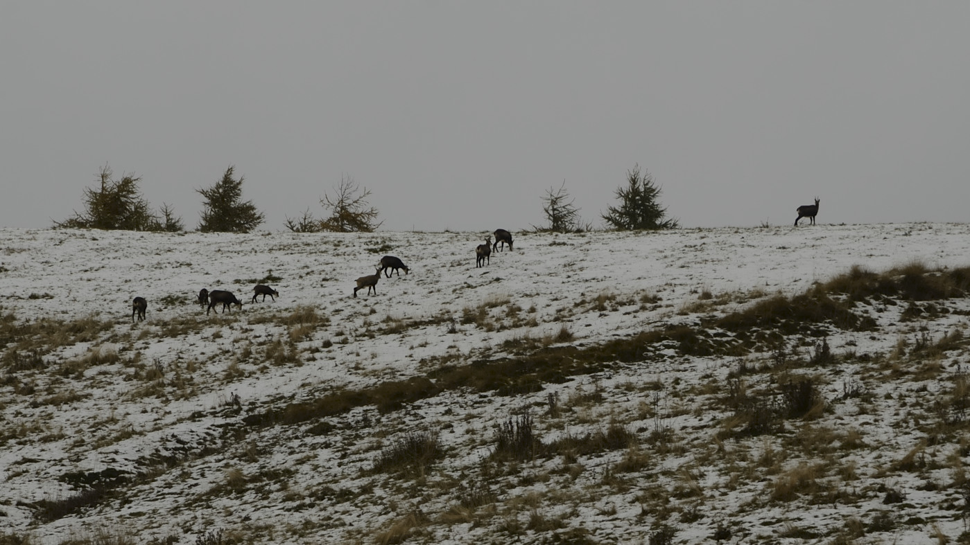 First snow of the year in Lessinia