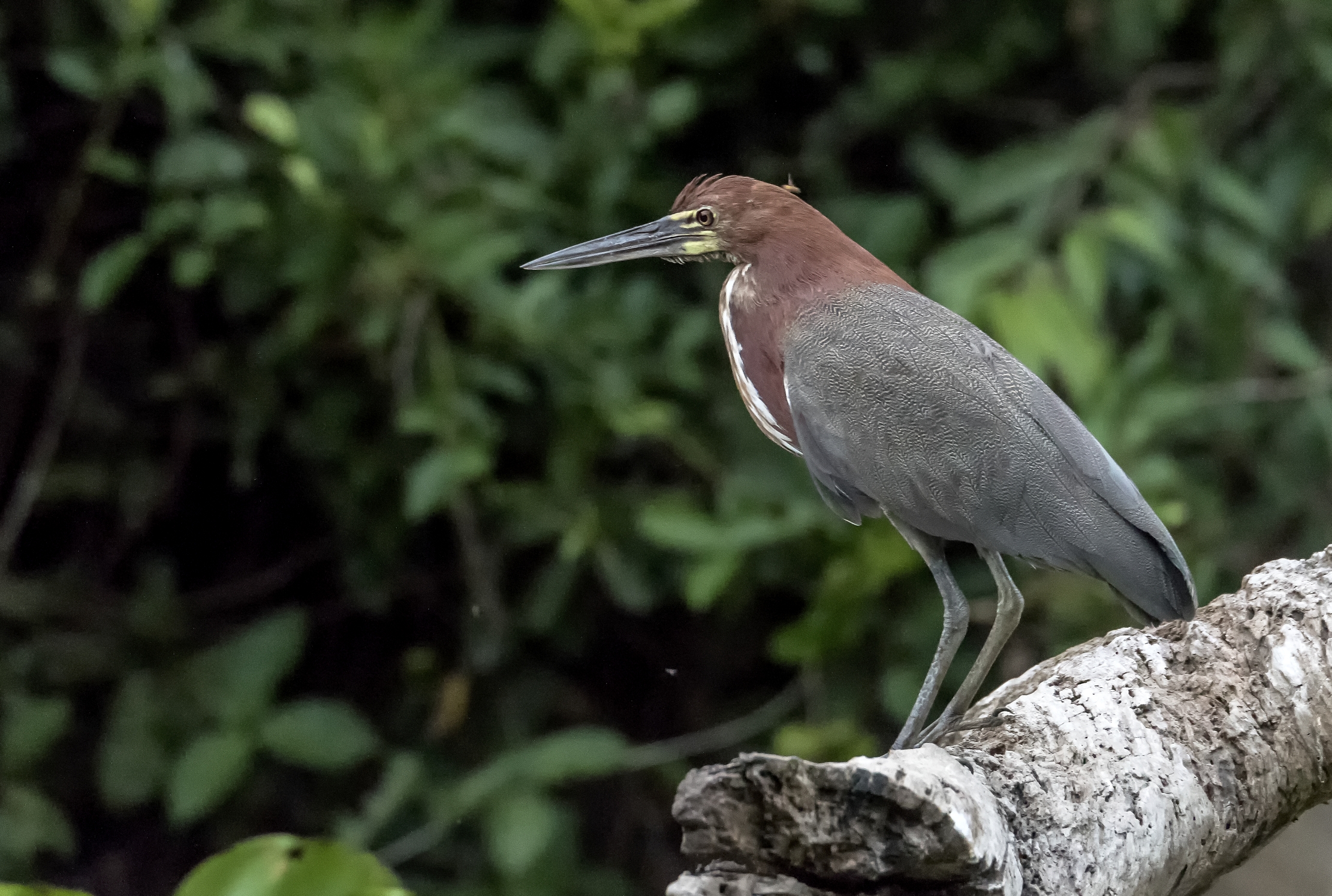 Pantanal 2015 - Airone tigrato
