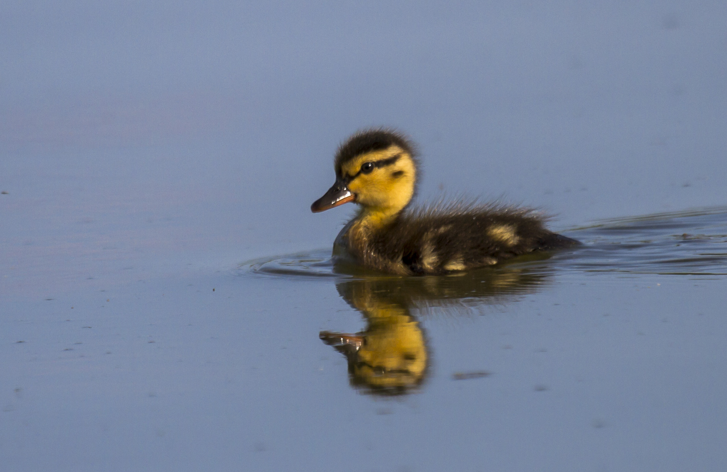 small Mallard
