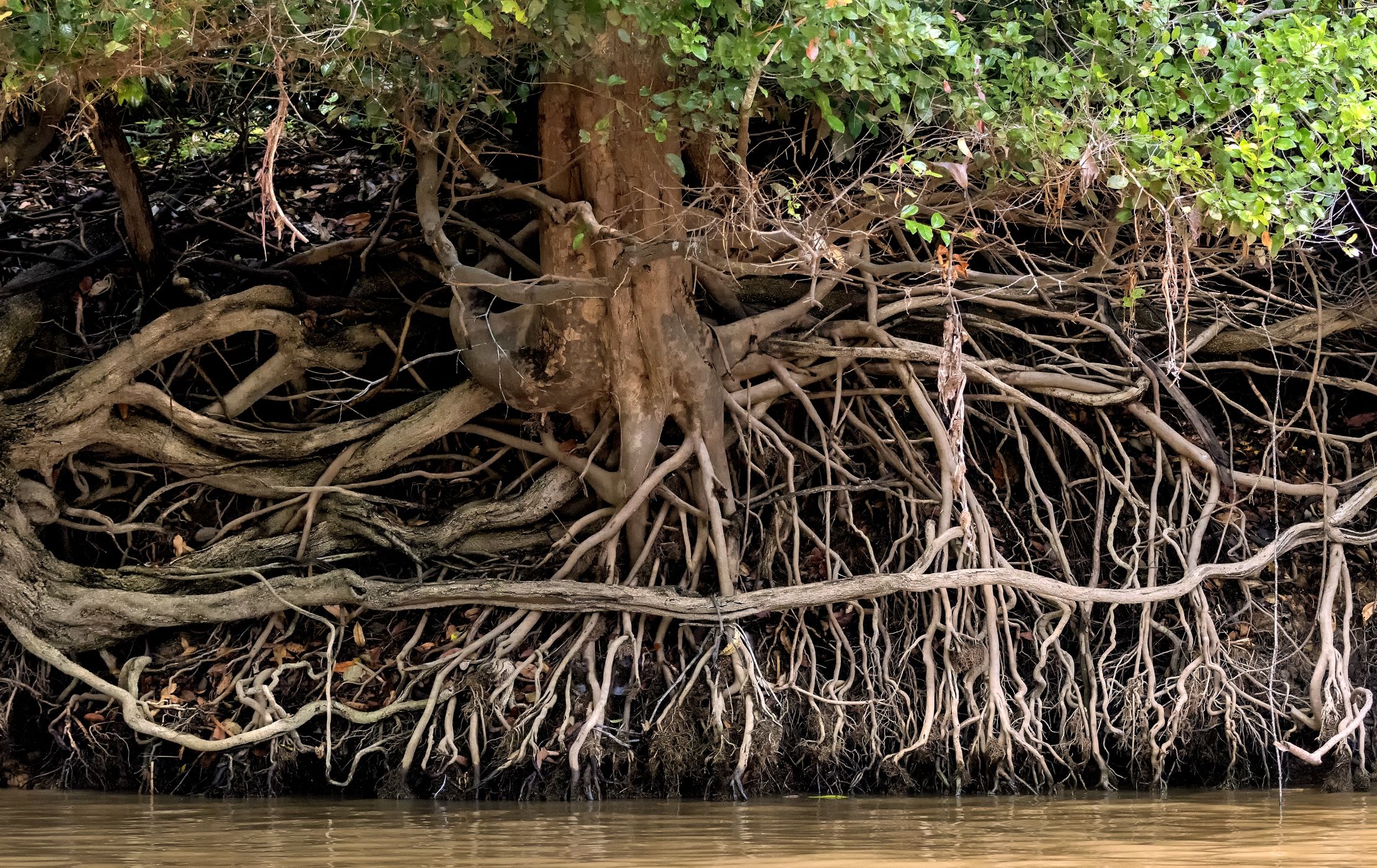 Pantanal 2015 - Sculture sul Cuiabà