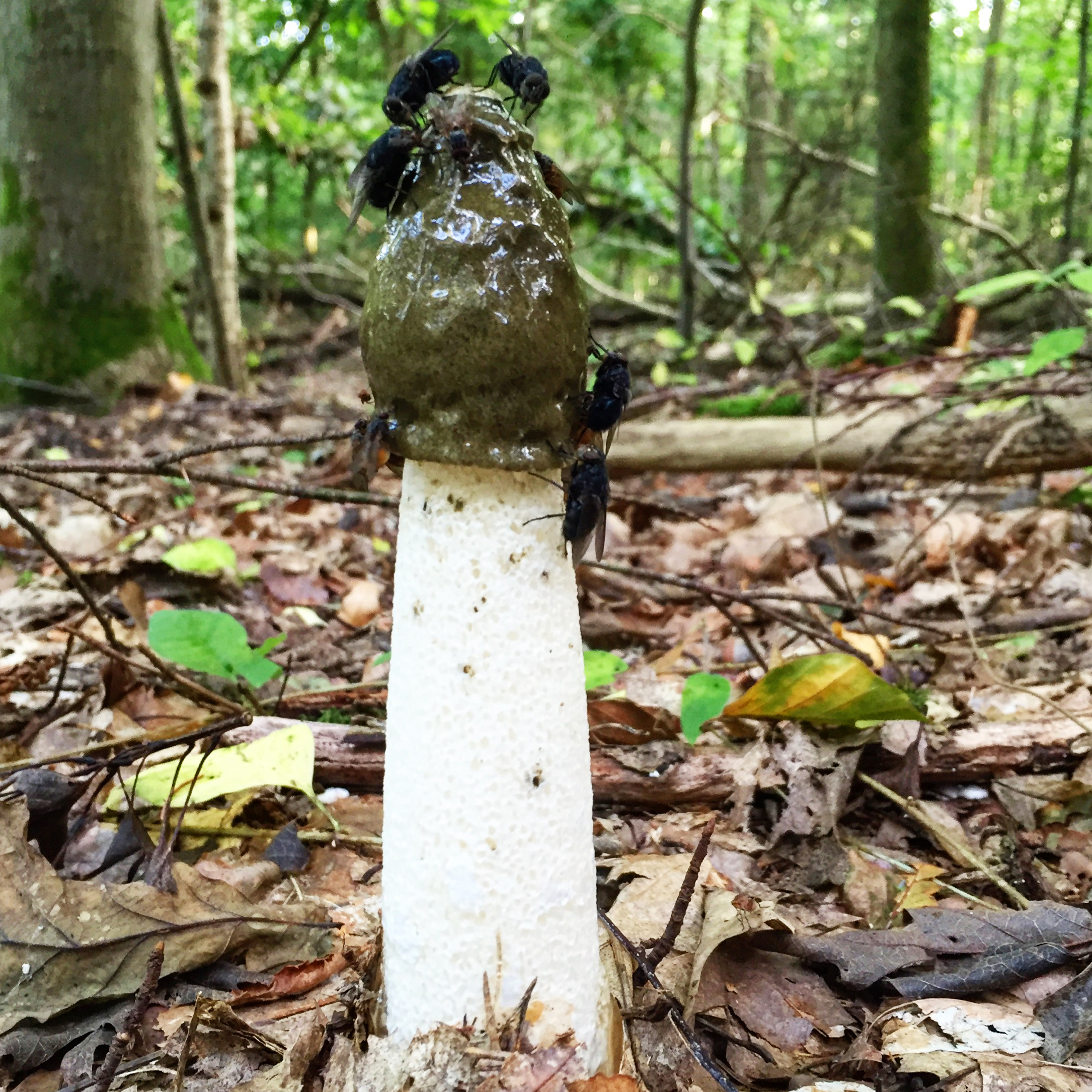 Phallus impudicus