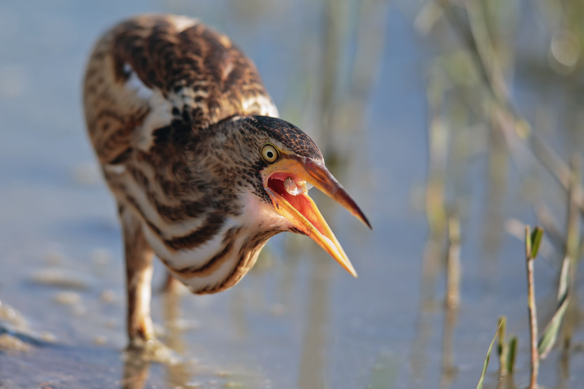 The last flicker of the little fish