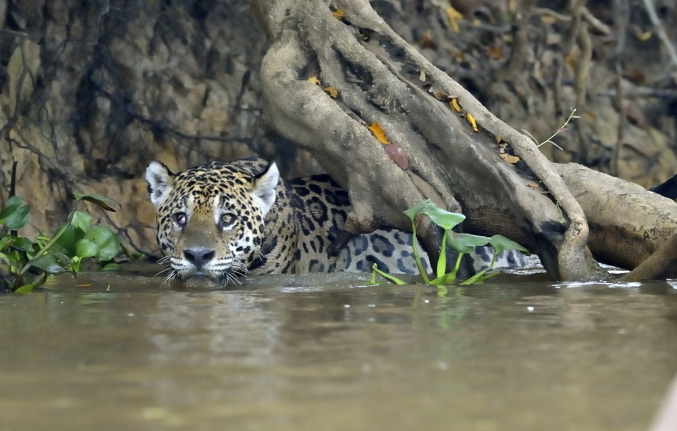 Pantanal 2015 - Jaguar