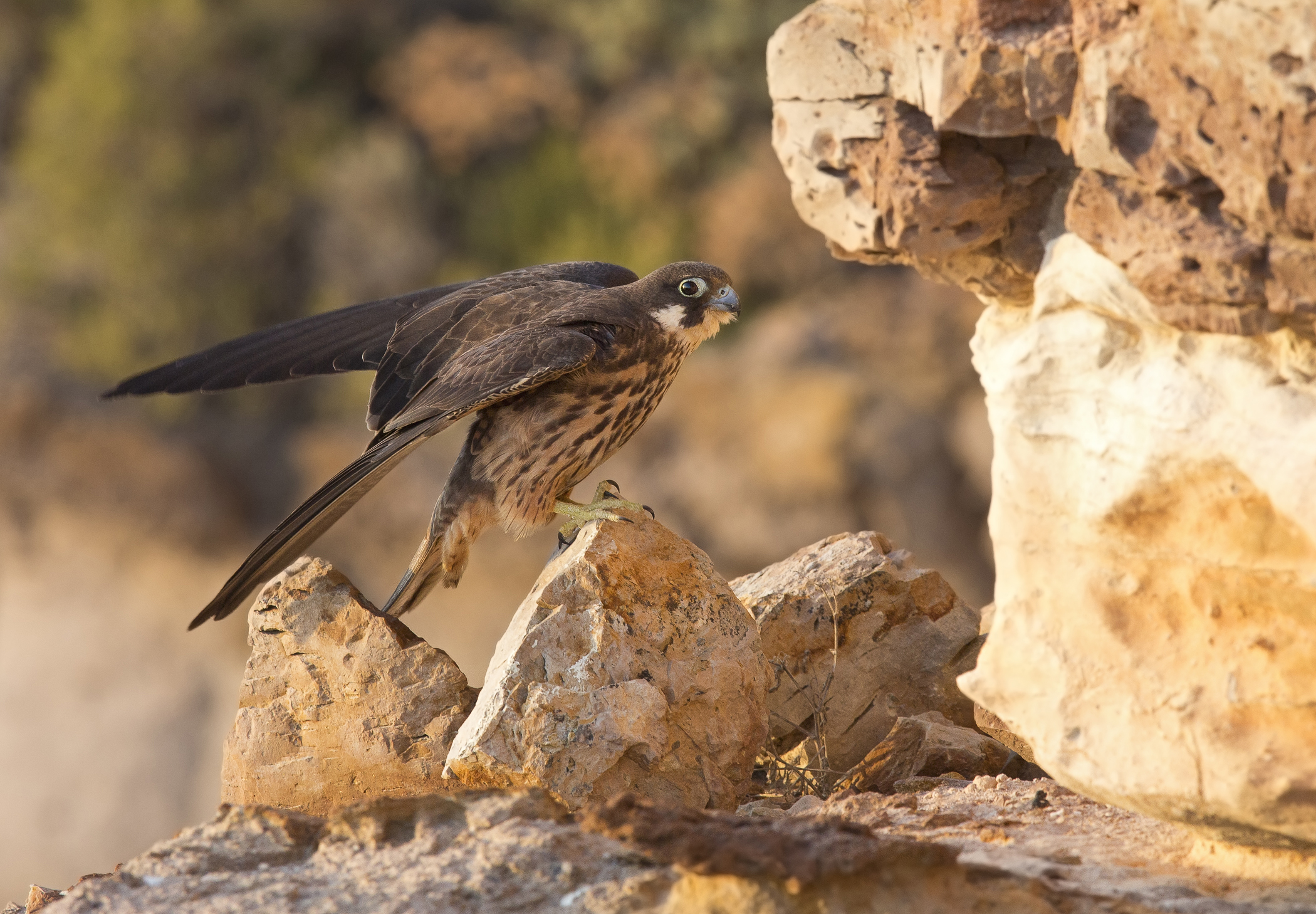 falco eleonorae 2015 morfismo chiaro