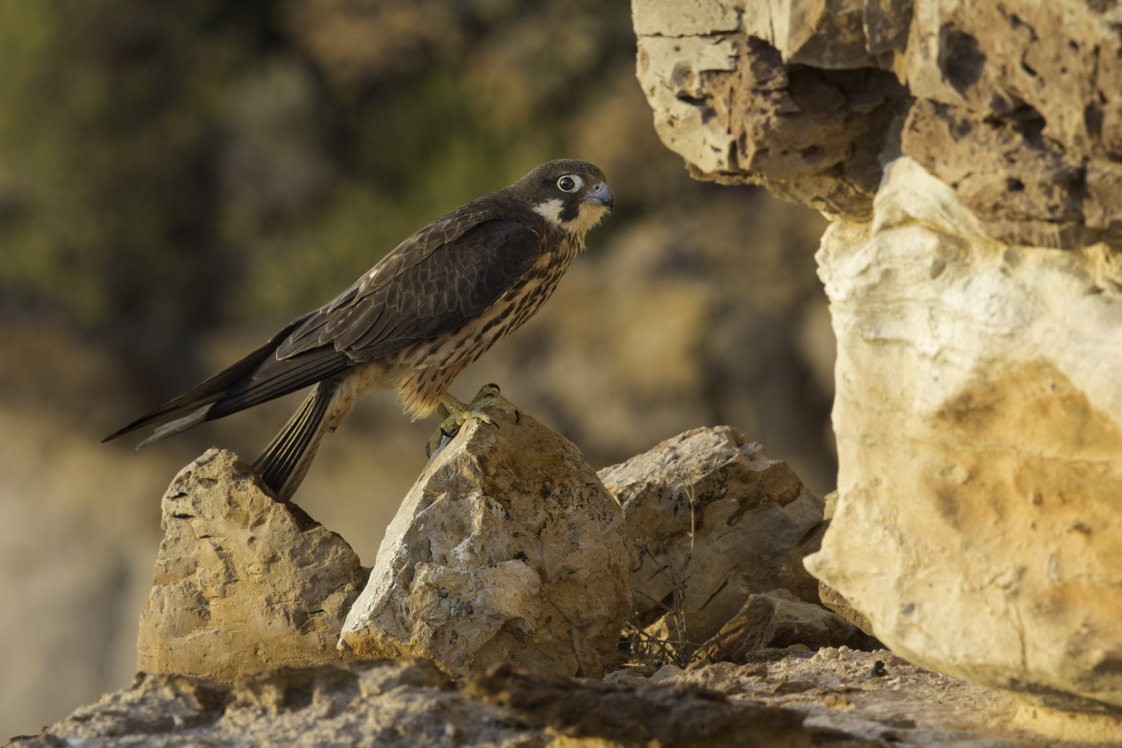 falco eleonorae 2015 morfismo chiaro