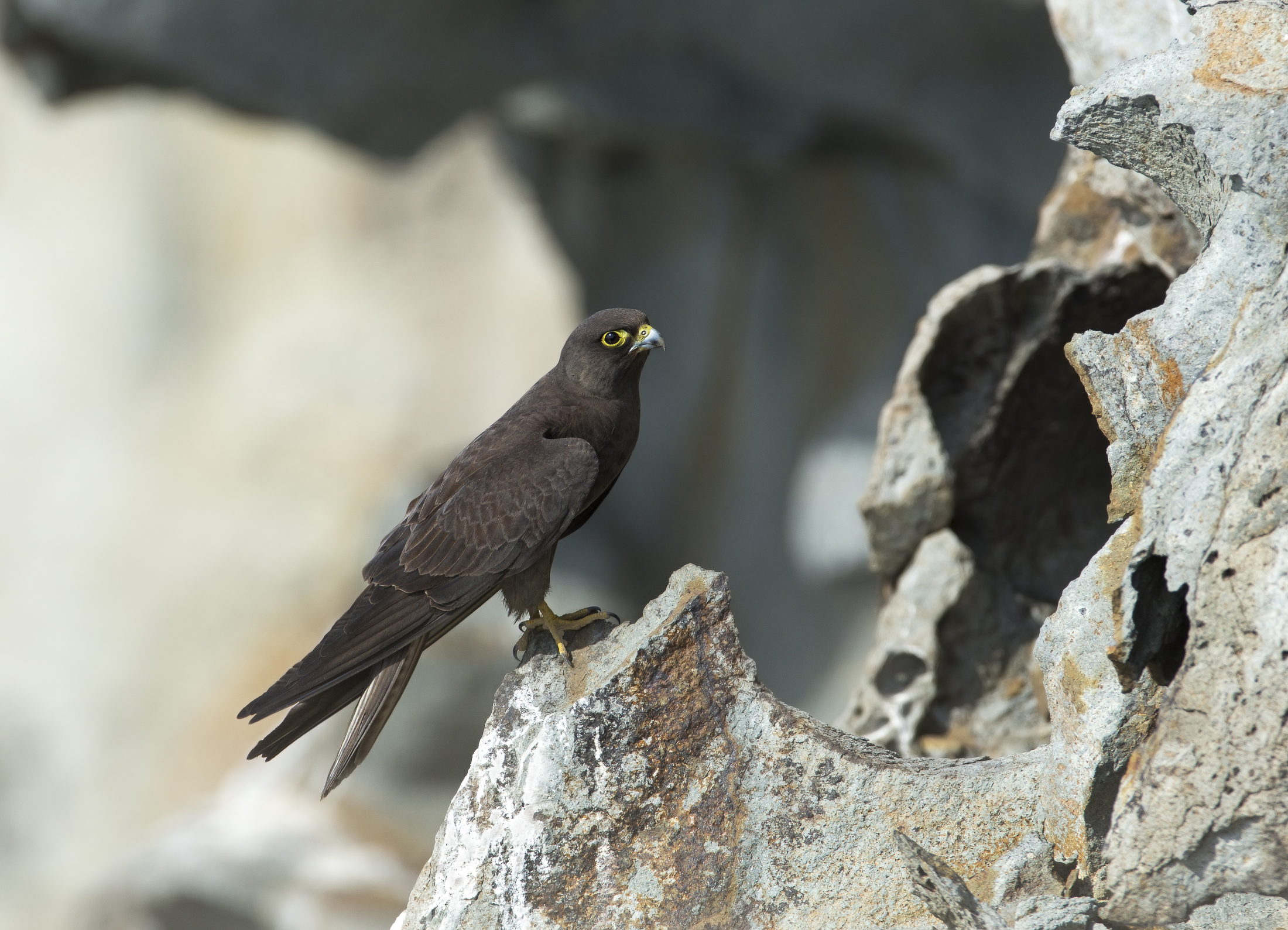 falco eleonorae 2015 morfismo scuro