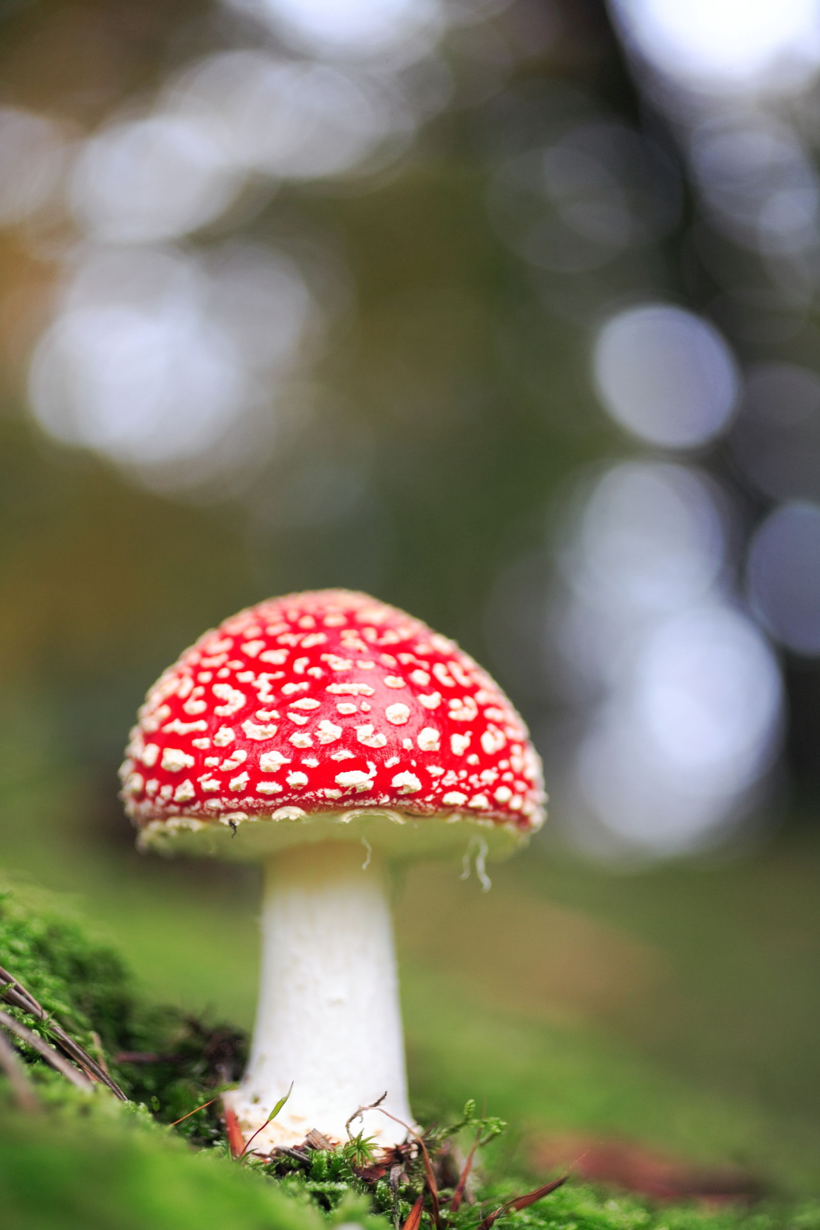 Amanita Muscaria