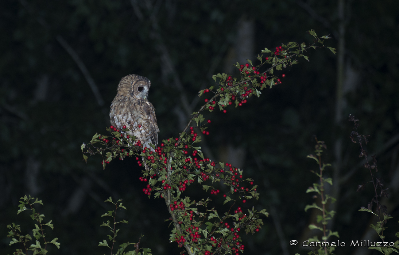 Allocco of hawthorn - Tawny Owl -