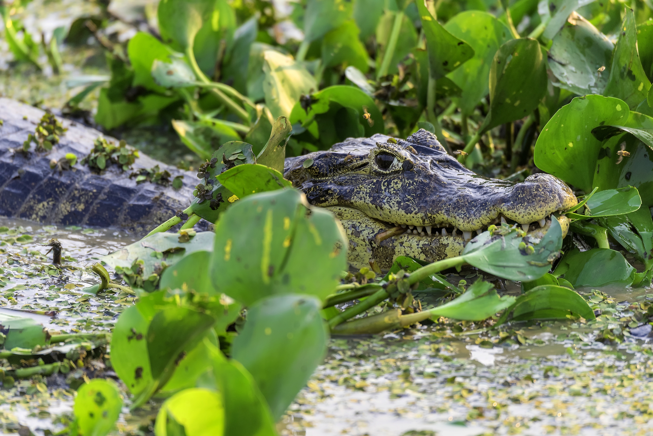 Pantanal 2015 - Caiman