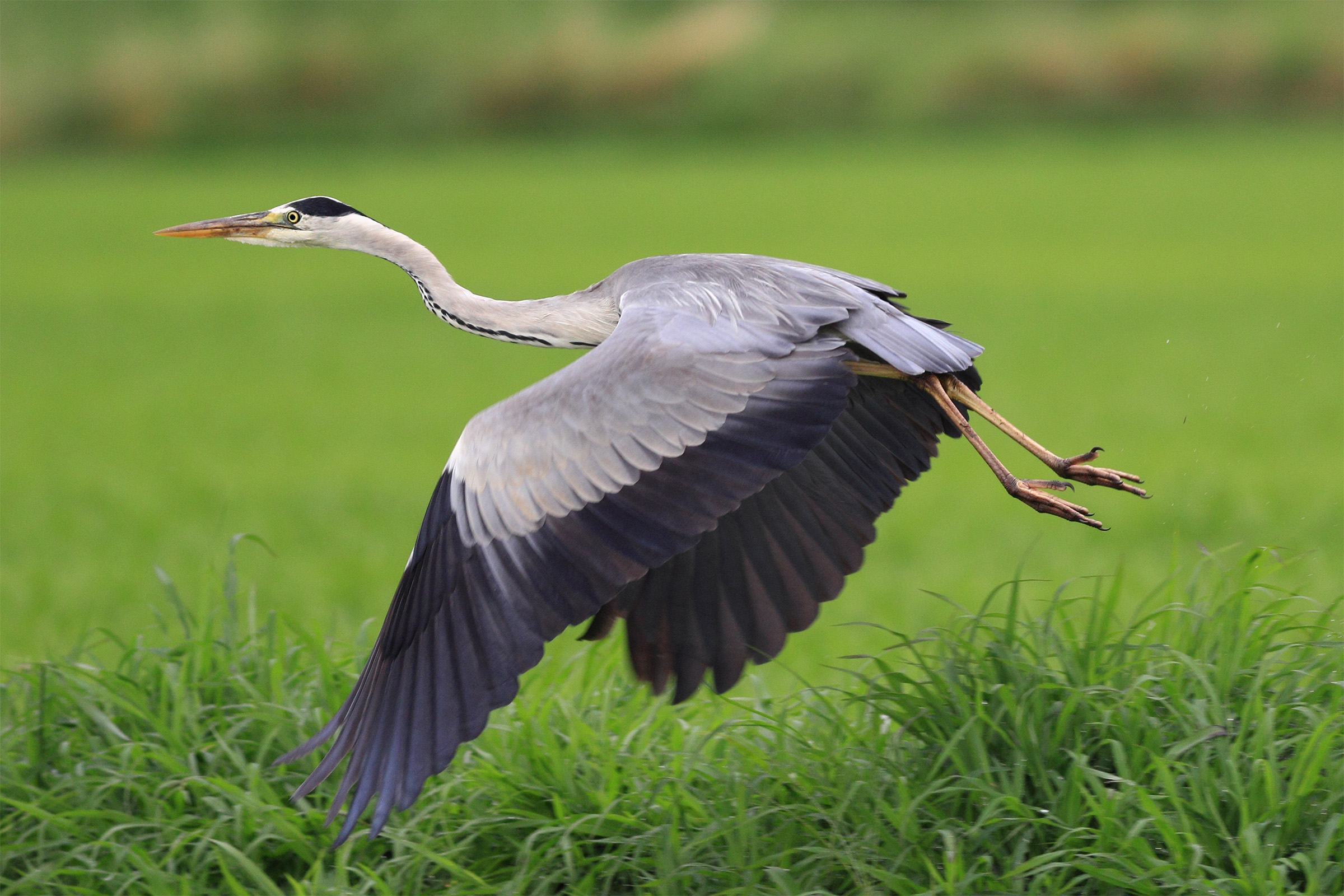 Il decollo del Cenerino