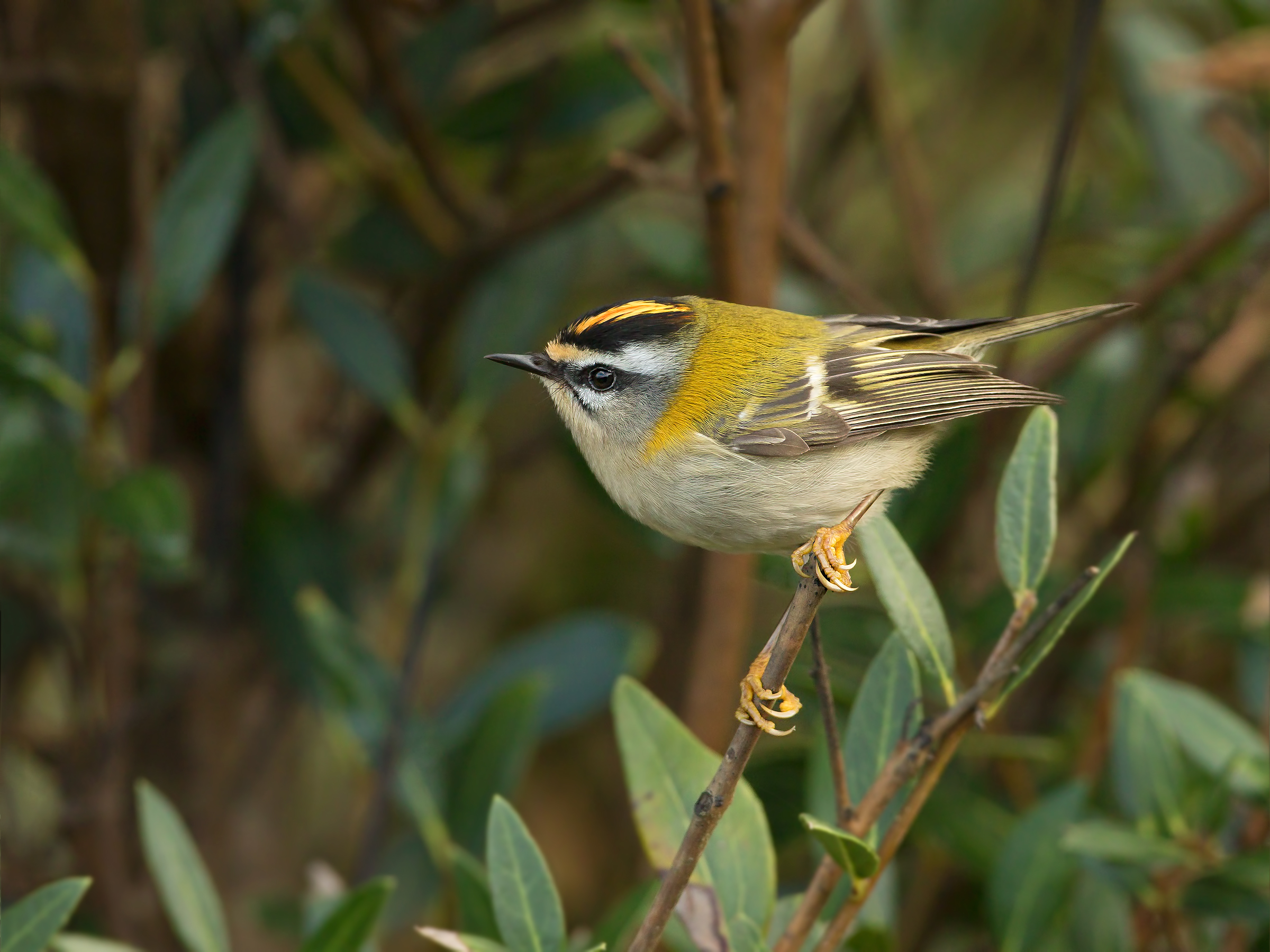 Firecrest