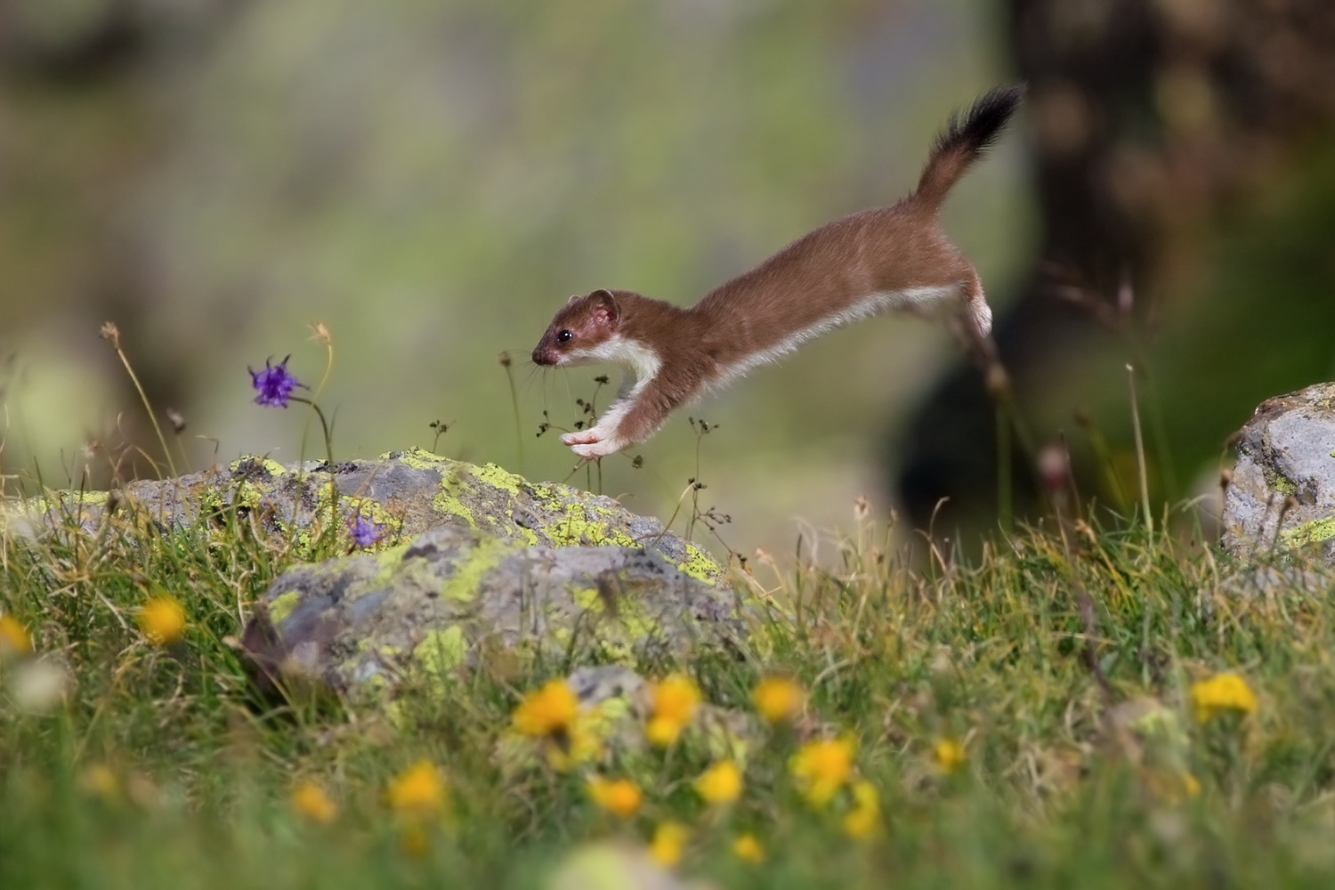 Un balzo tra i fiori