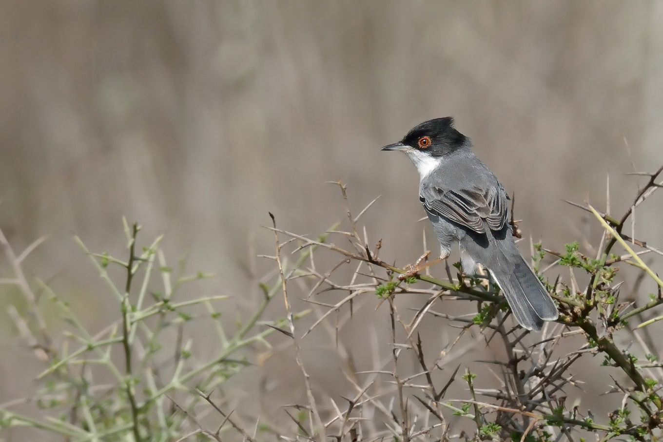 Warbler (Sylvia melanocephala)